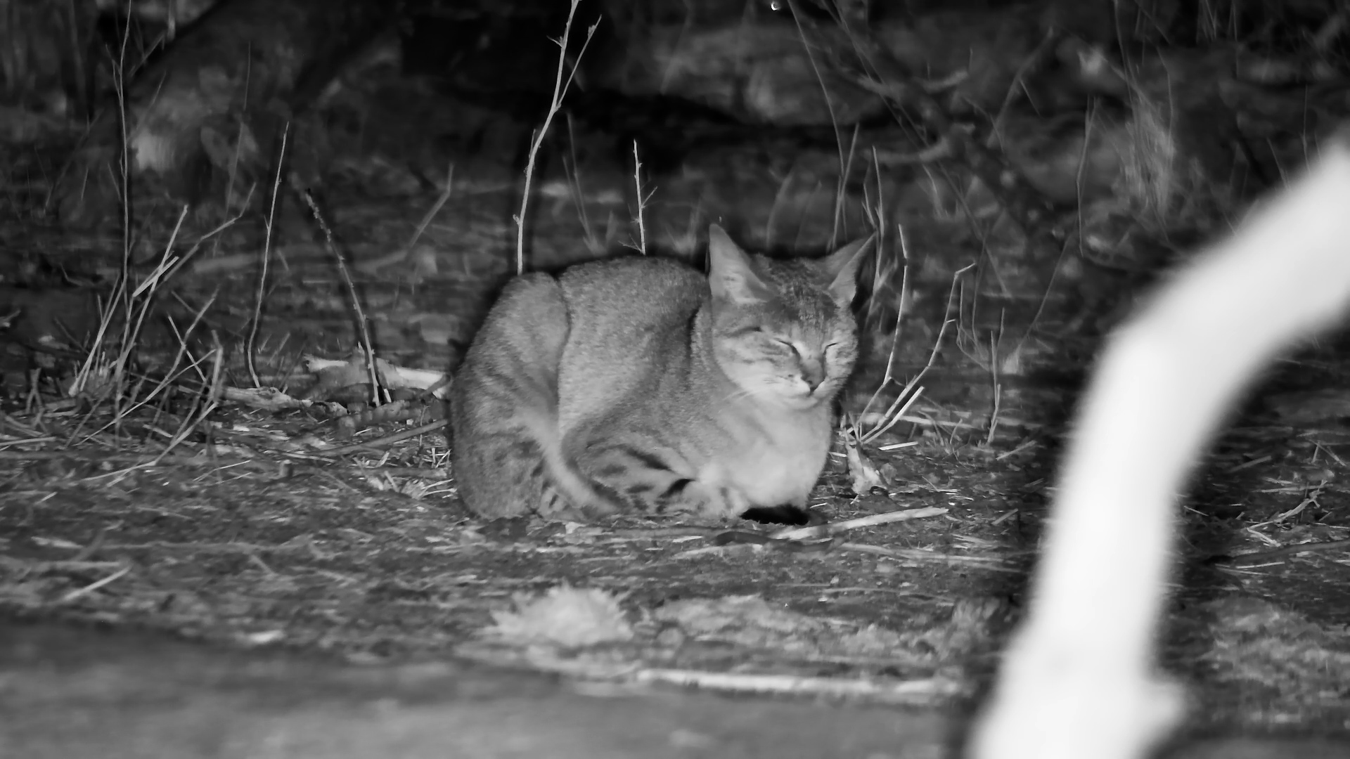 Sleepy Wild Cat Gets a Wake-Up Call from an Elephant!