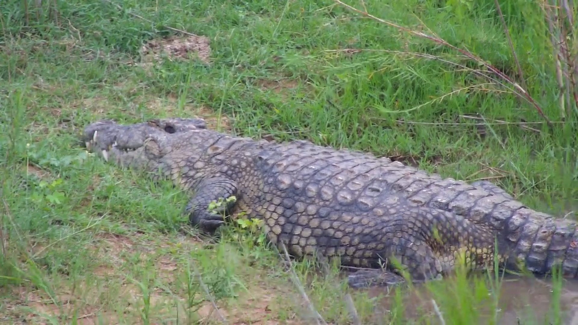 Stillness Beneath the Bridge
