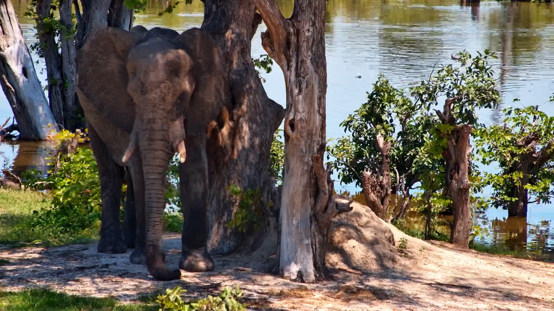 Elephant Catches Z’s in the Shade