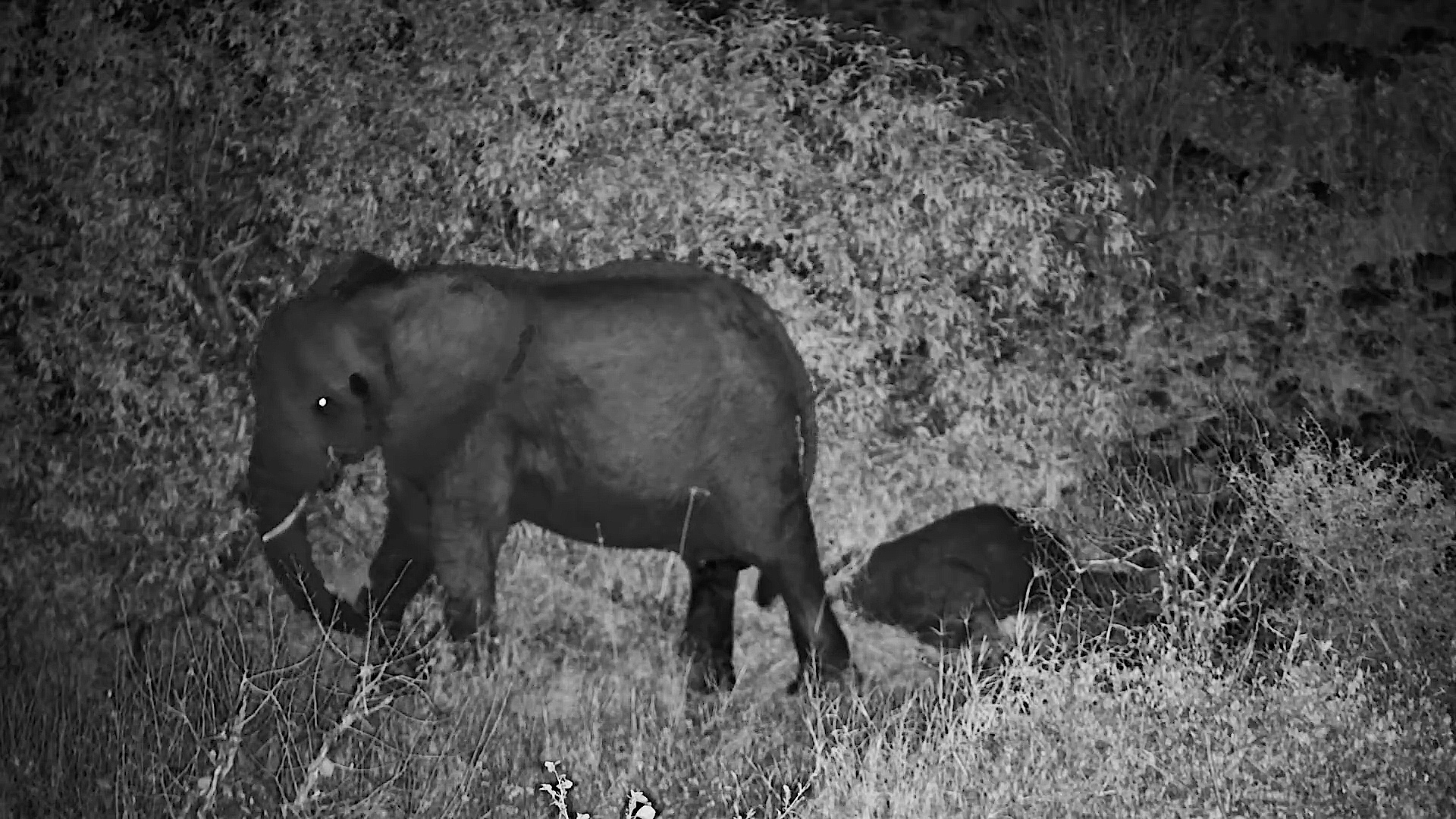 Sleepy Elephant Calf Nearly Gets Left Behind by the Herd