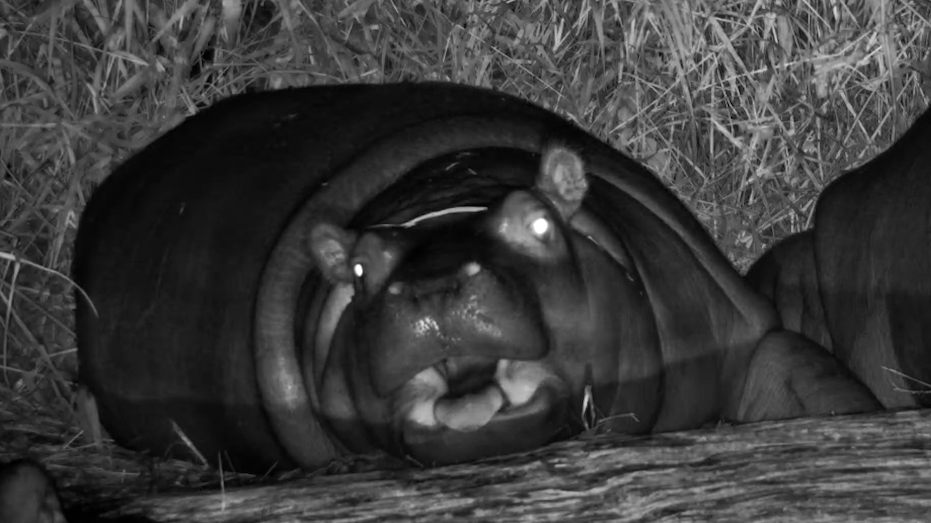 I’m Not Tired! | Hippo Calf vs Bedtime