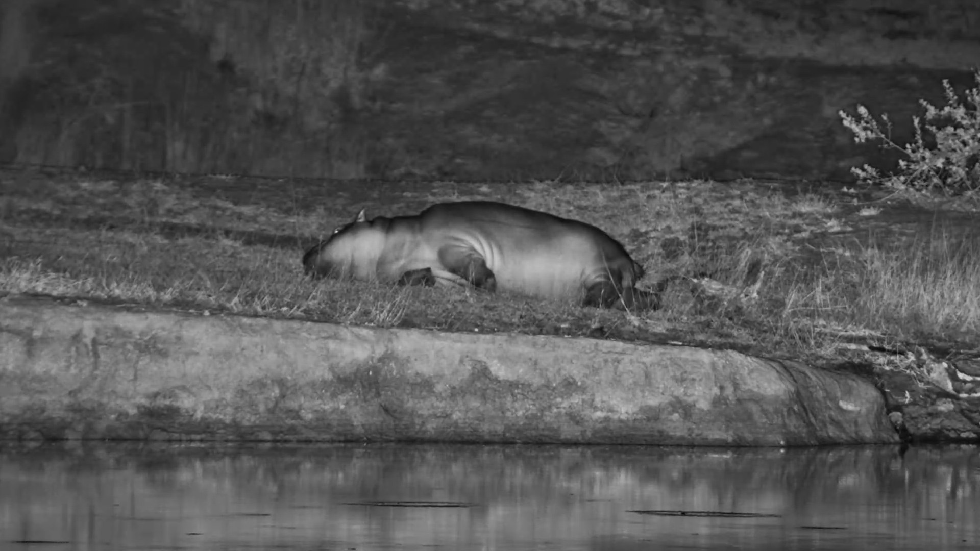 Sleepy Hippo at Ulusaba