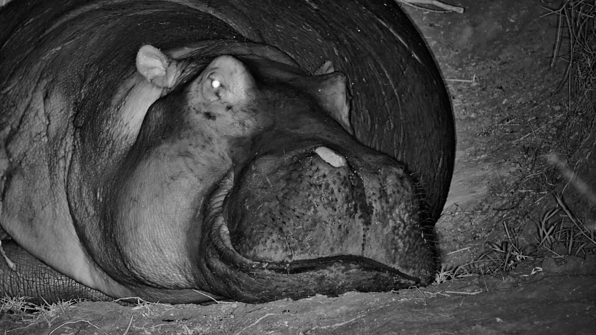 Why Does This Hippo Look So Happy?