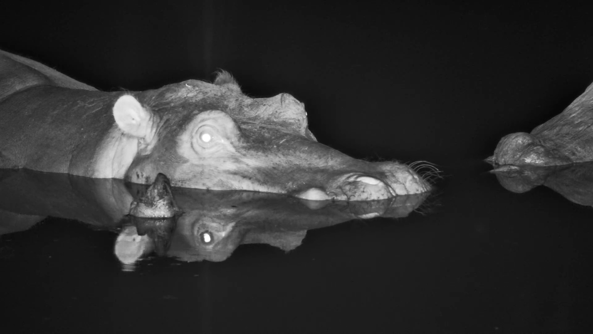 Sleeping Hippo Rests in the Water