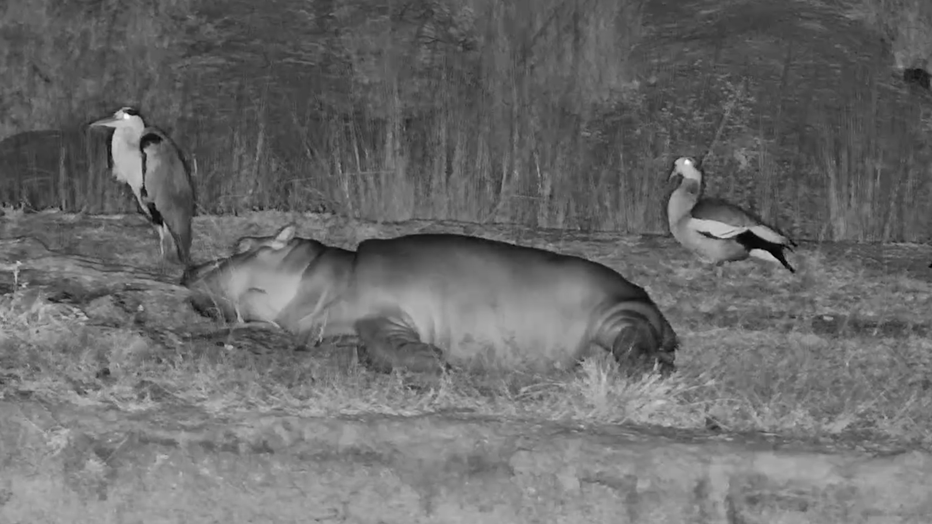 Chubby Hippo Mood: Sleep