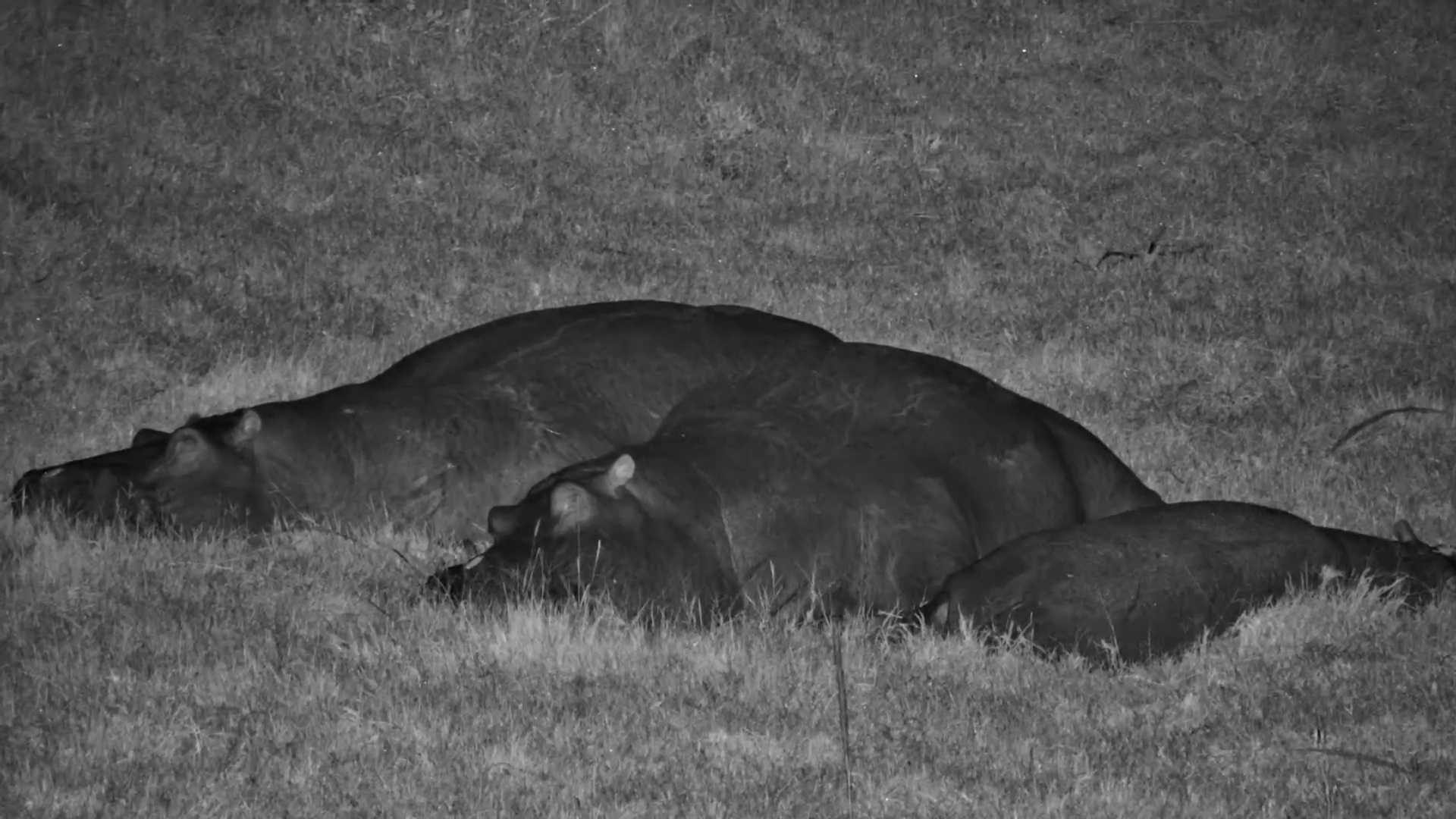 Small Hippo Hits Snooze Again!