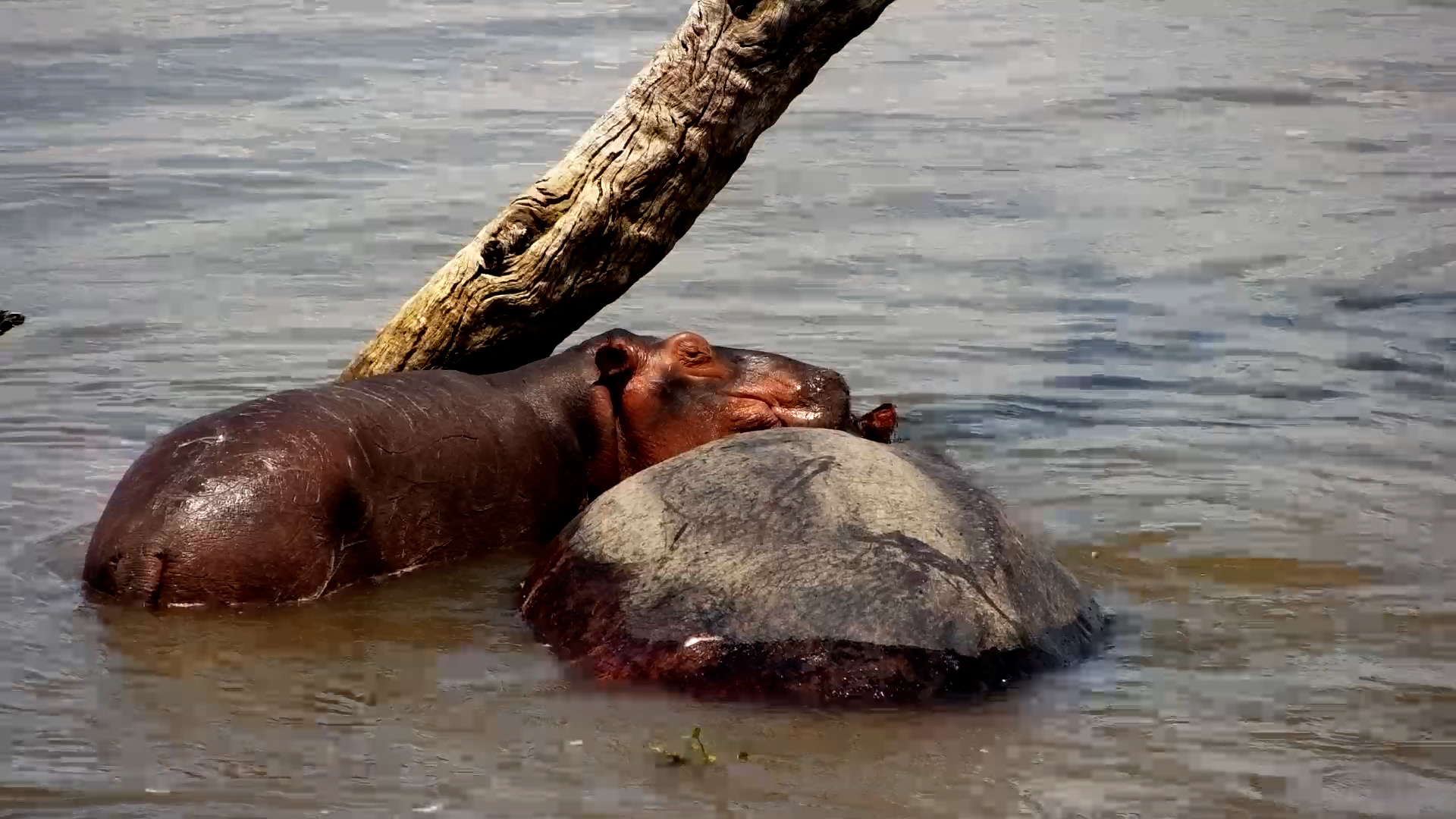 Hippo Calf Snuggles on Mum’s Back