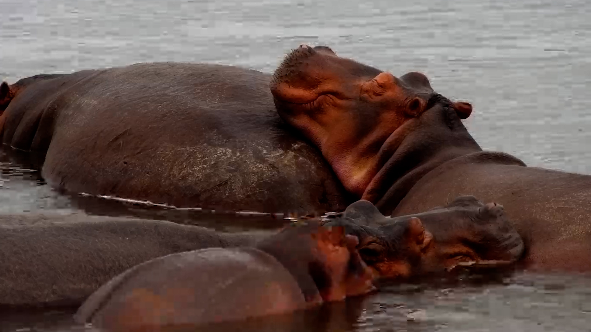 One Very Relaxed Hippo Pod in the River