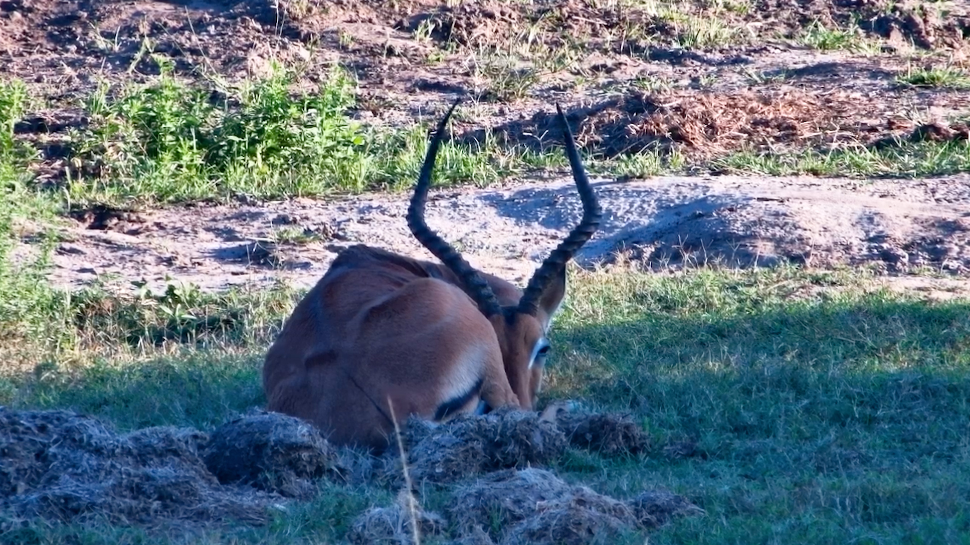 Impala Had Zero Plans Today