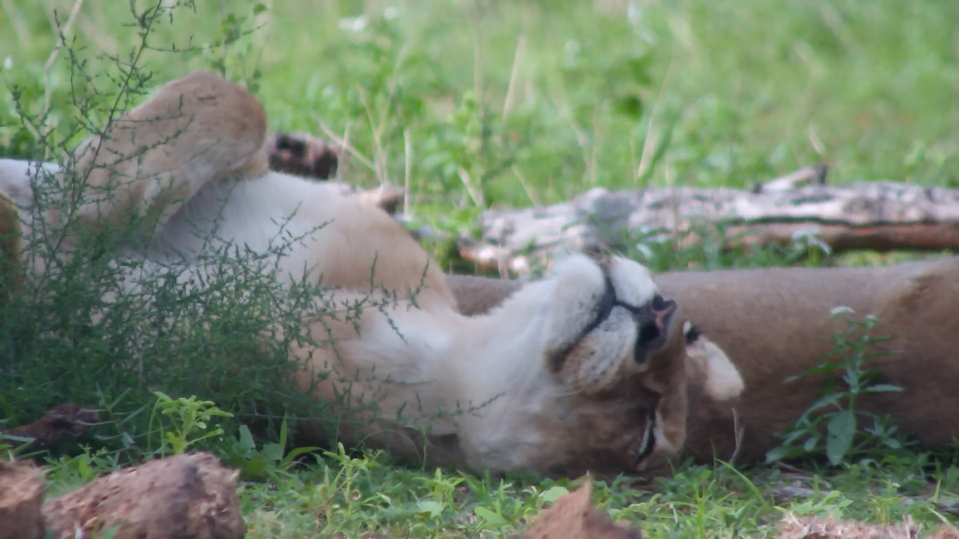 Lazy Afternoons: Lions Rest in the Shade