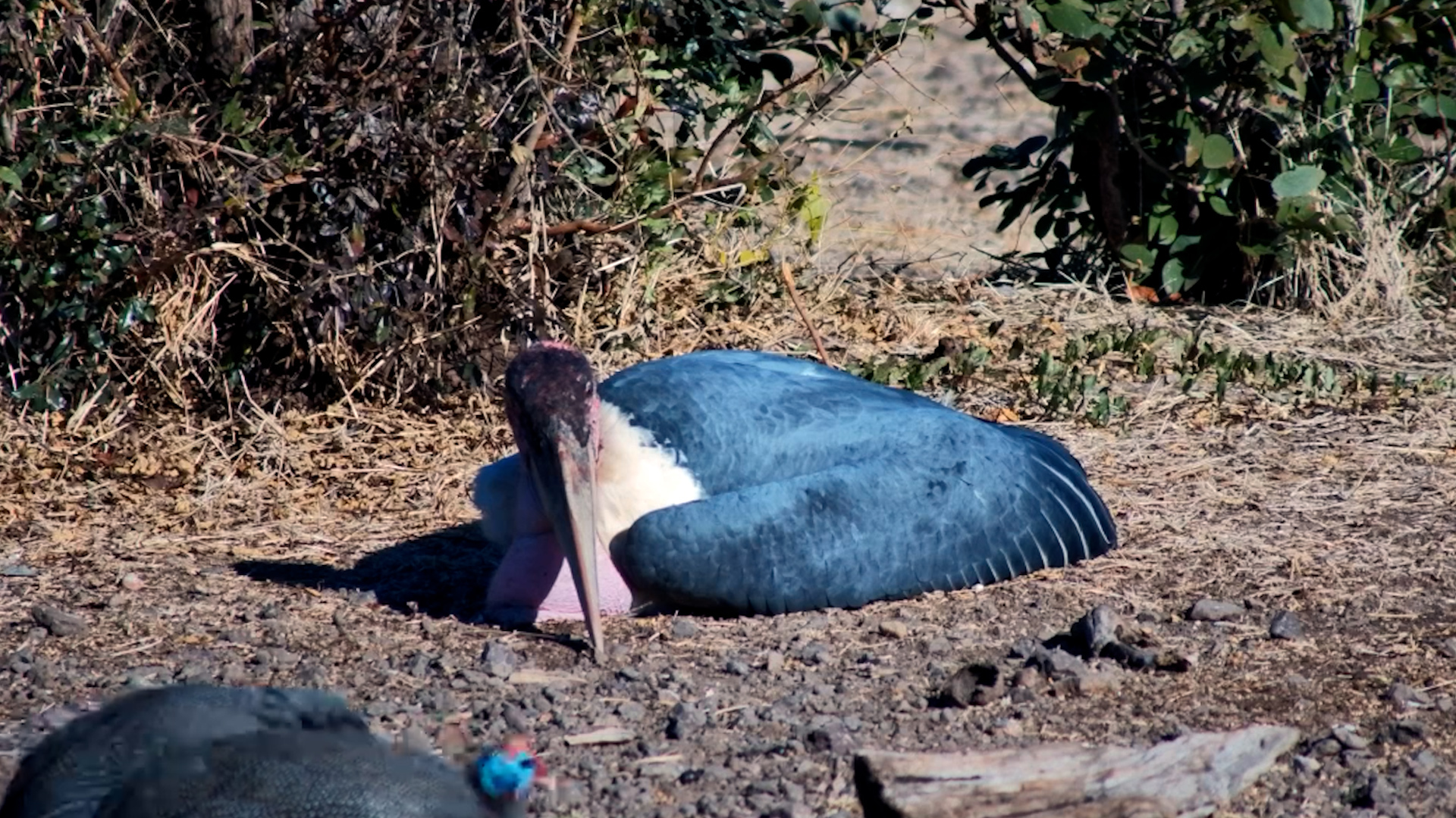 Even Marabou Storks Need a Break