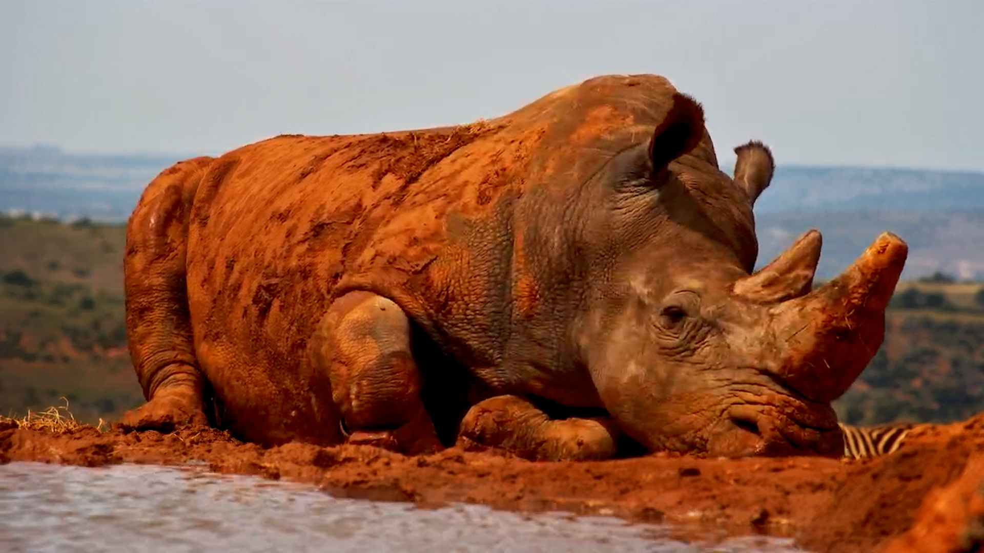 Relaxing Rhino at Founders Waterhole