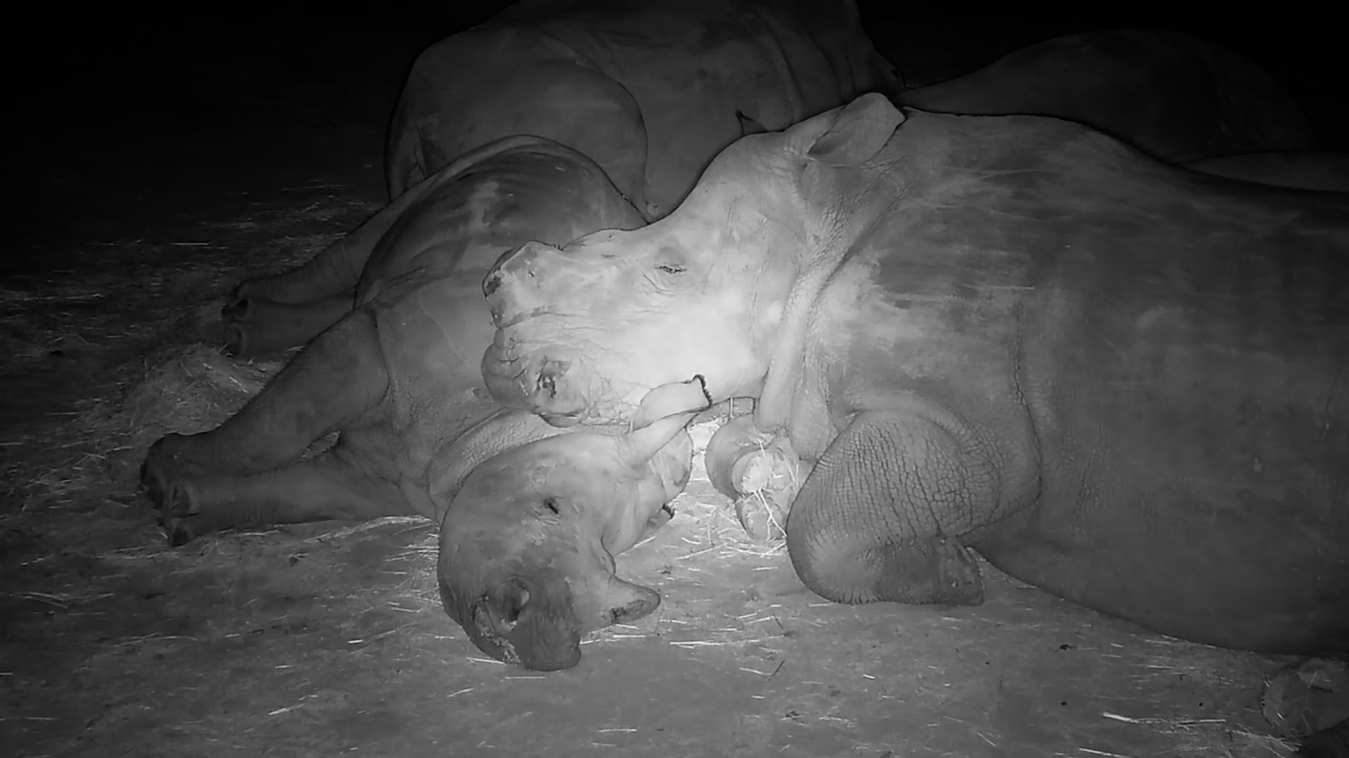 Peaceful Rhinos at Rest