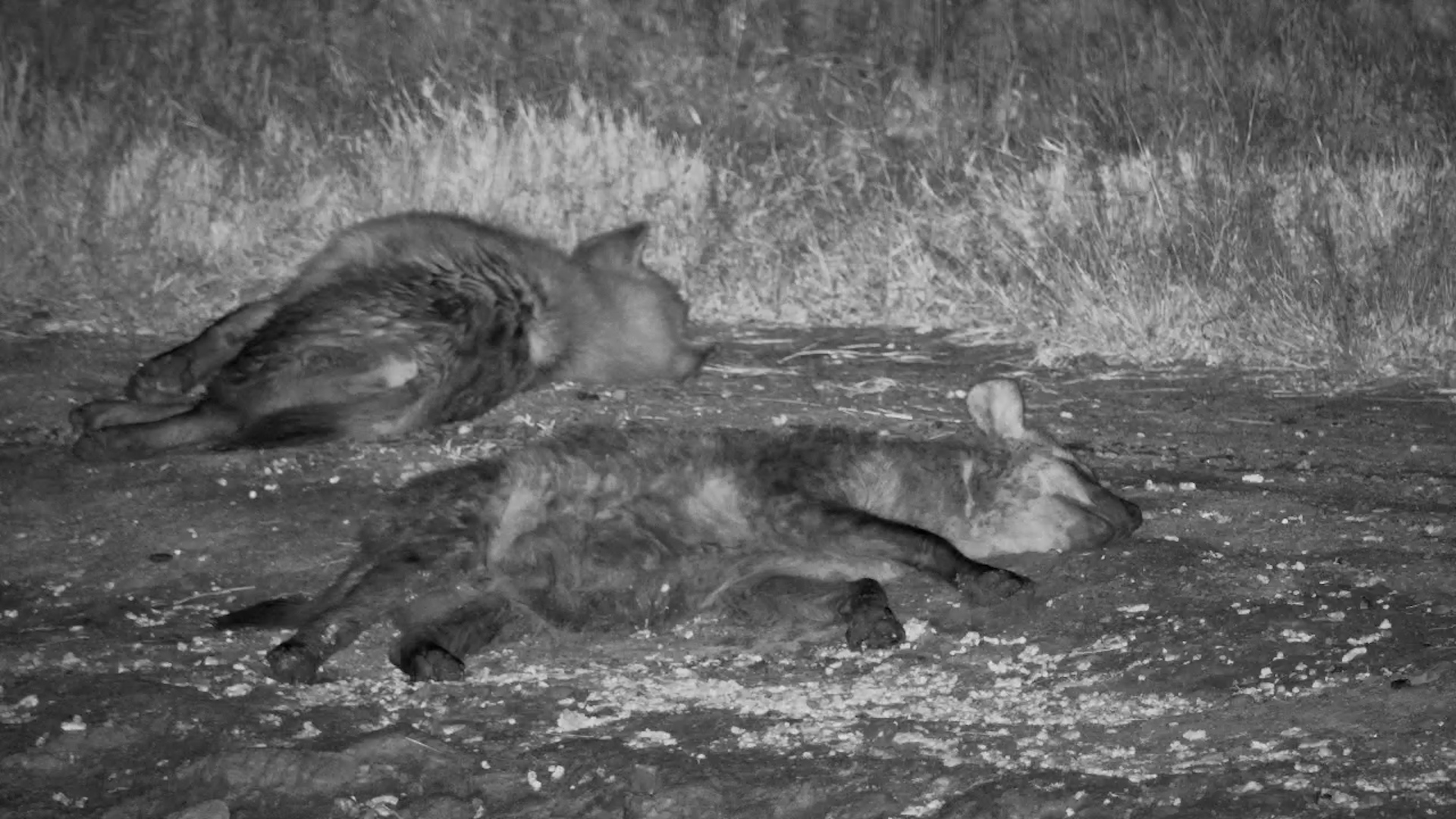 Spotted Hyenas Bathe and Nap