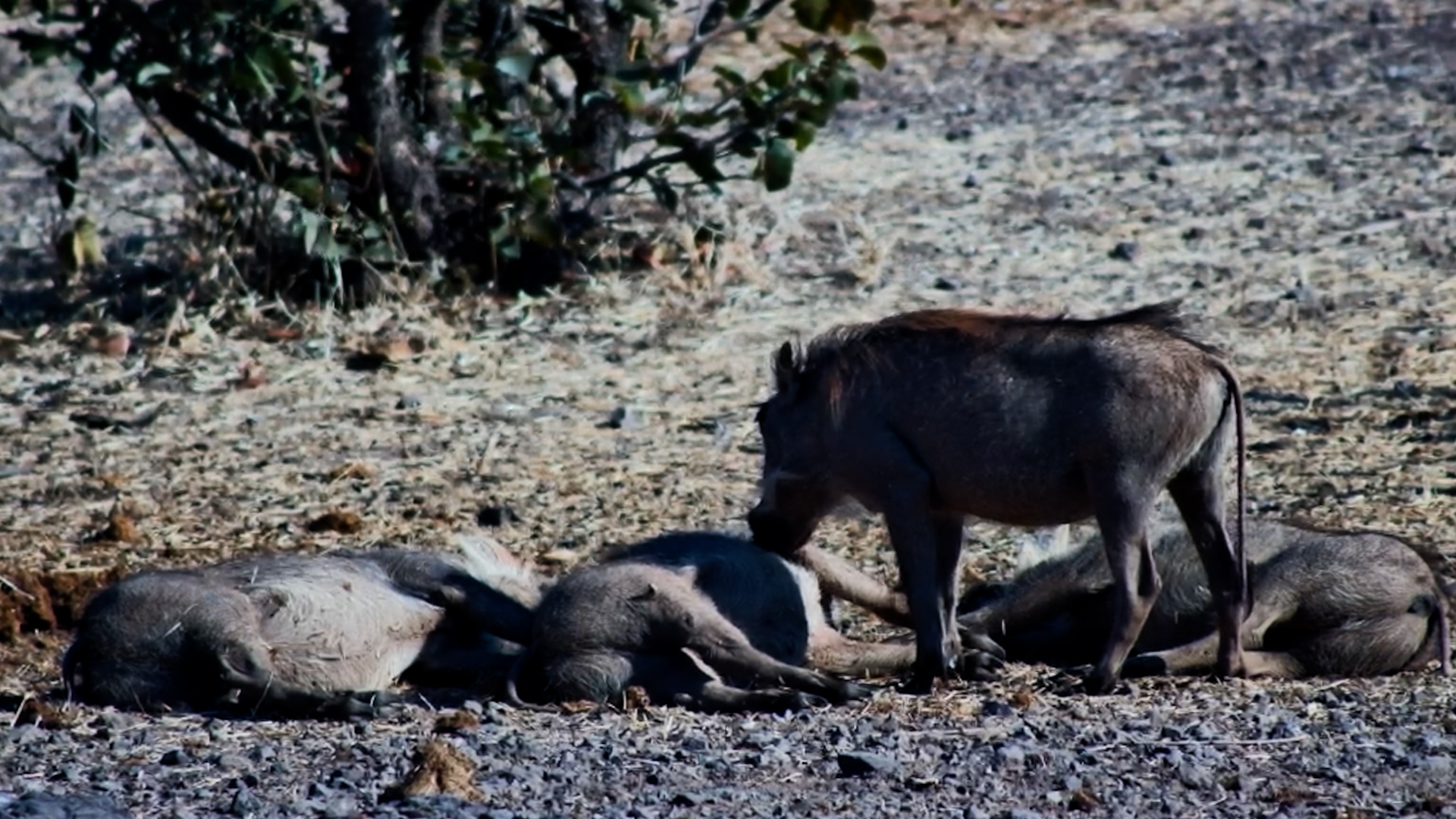 The Piglets Thought They Could Sneak a Nap