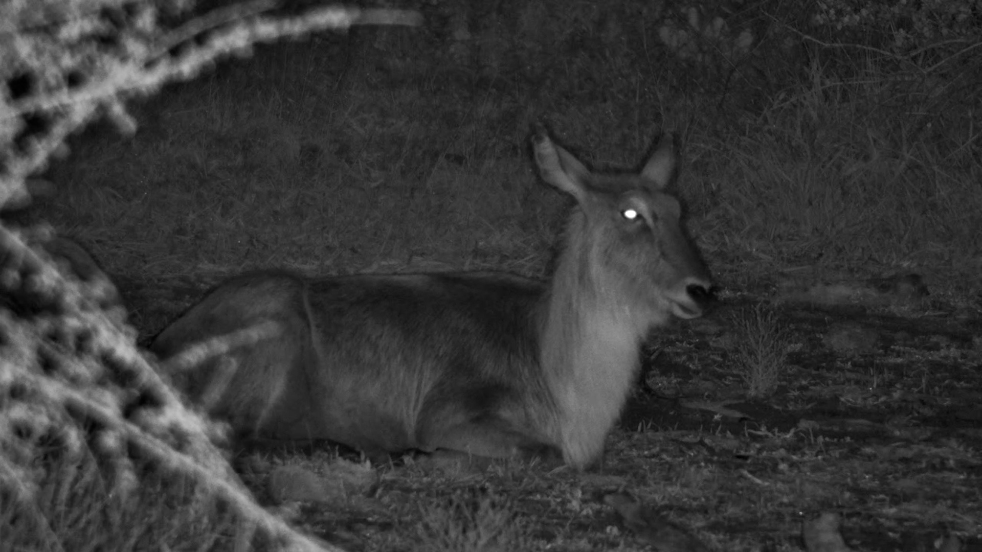 Sleepy Waterbuck Rests by the Waterhole