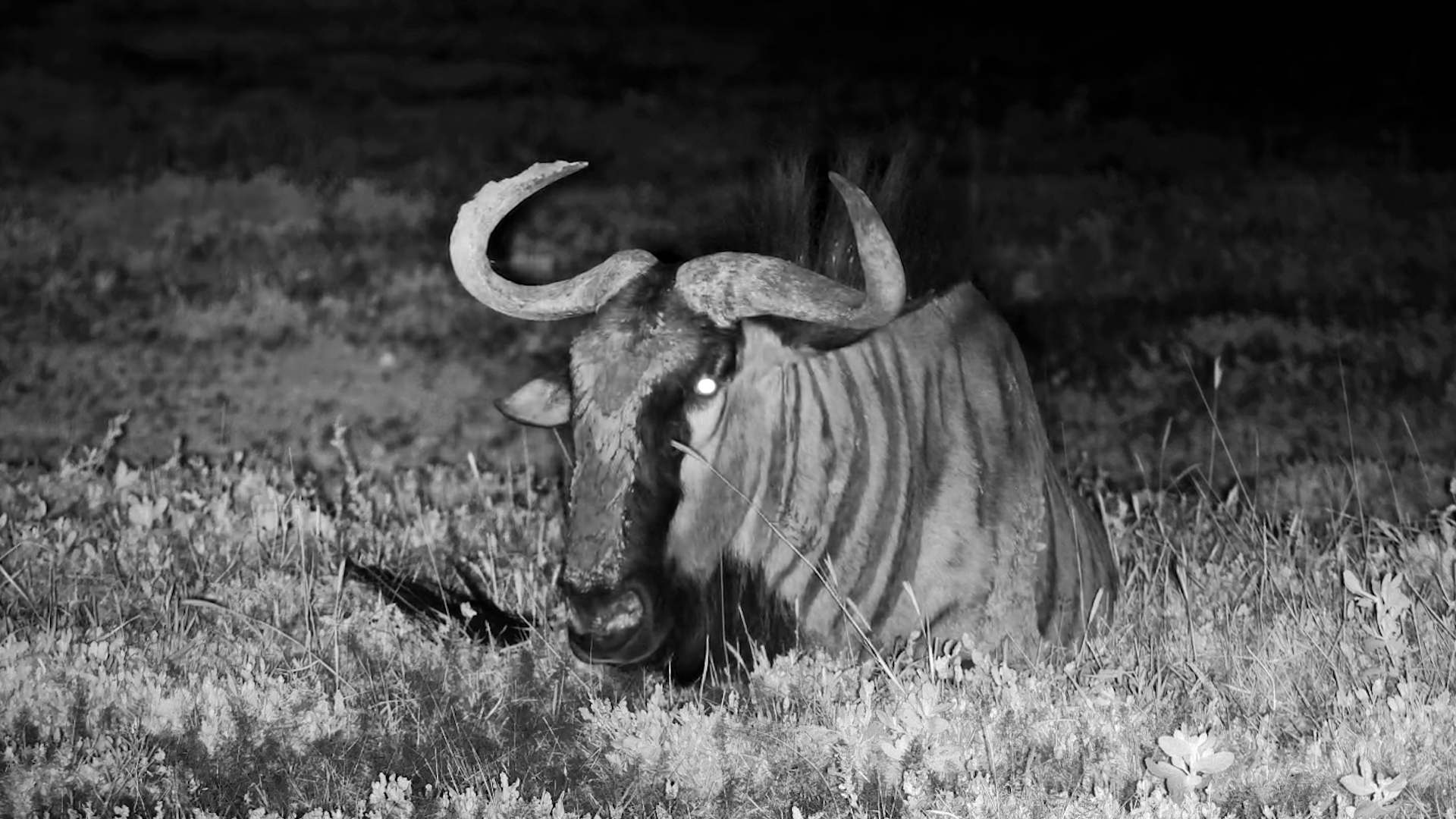 Dark. Quiet. Chewing.