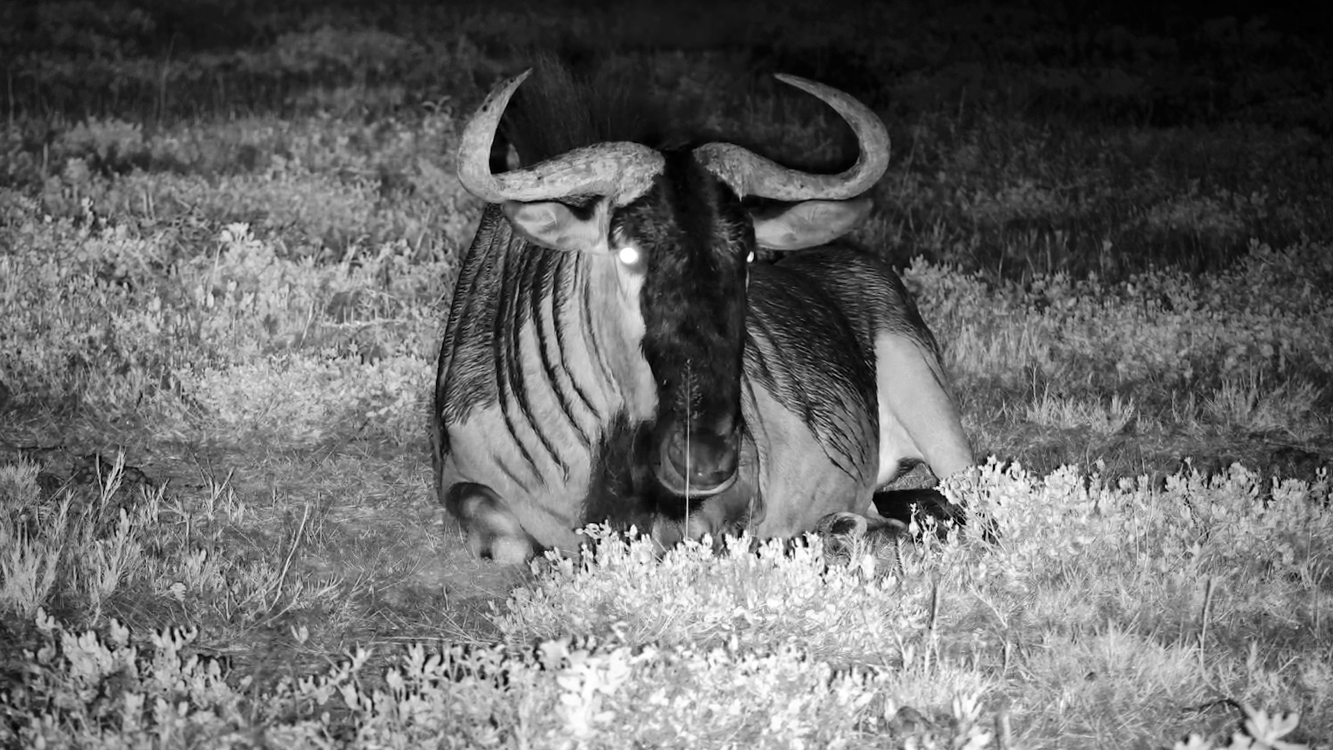Wildebeest Settled Under the Stars