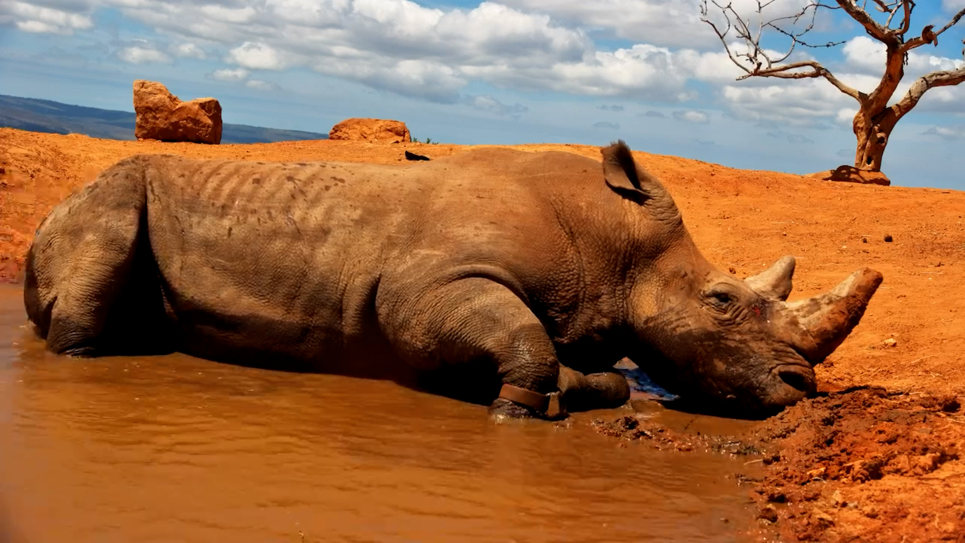 Rhino Relaxation Level: Expert