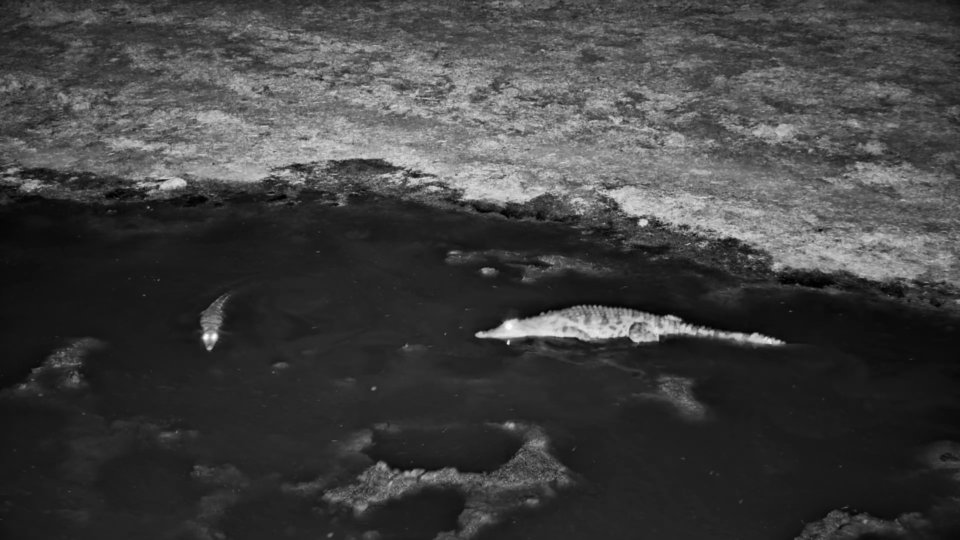 Croc Clash! Big Croc Moves Little Croc