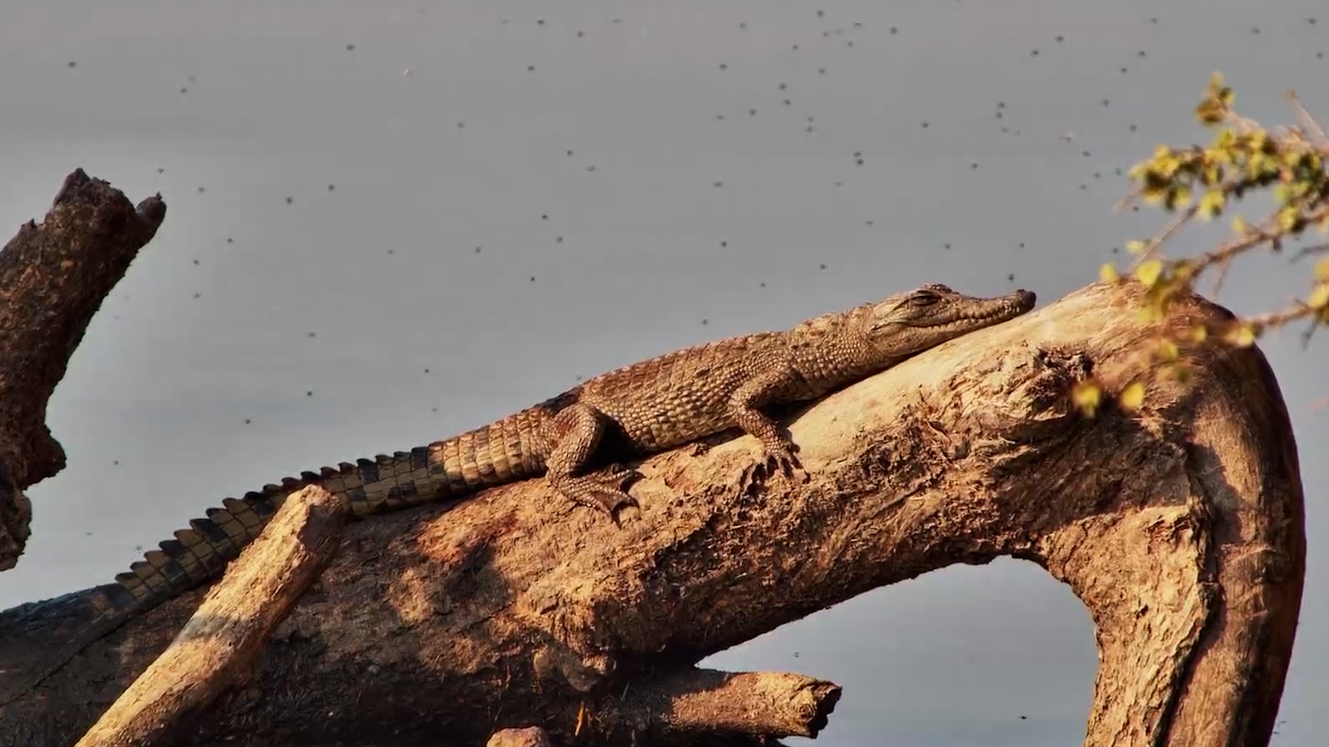 Little Croc Has Claimed the Best Seat