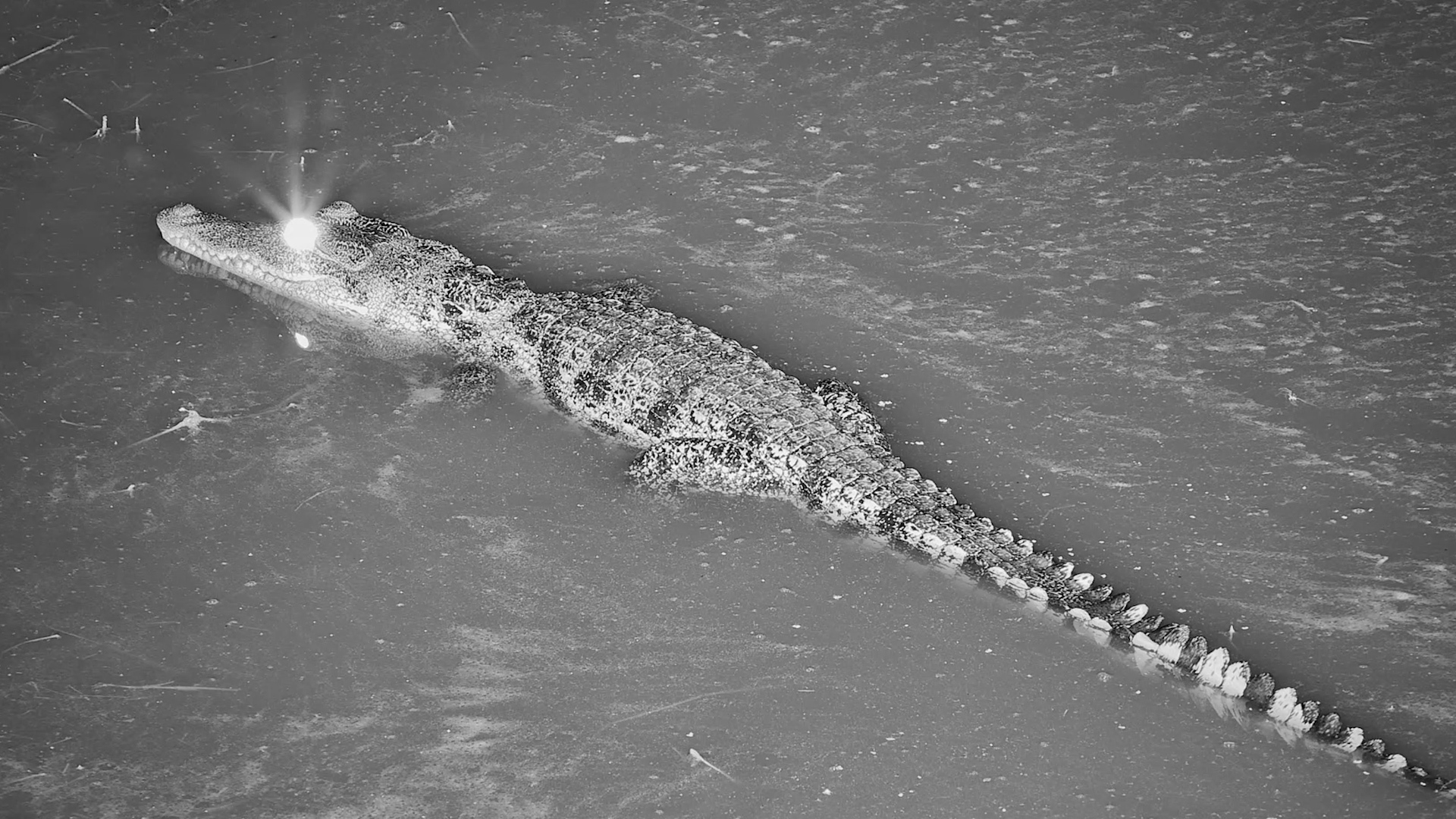 Crocodile in the Shallows
