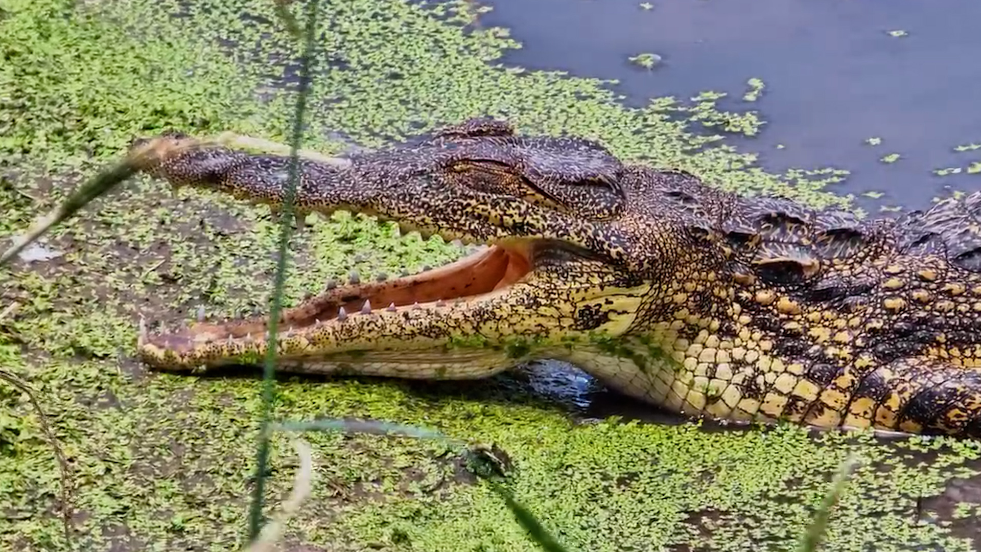 Can You Count the Teeth?
