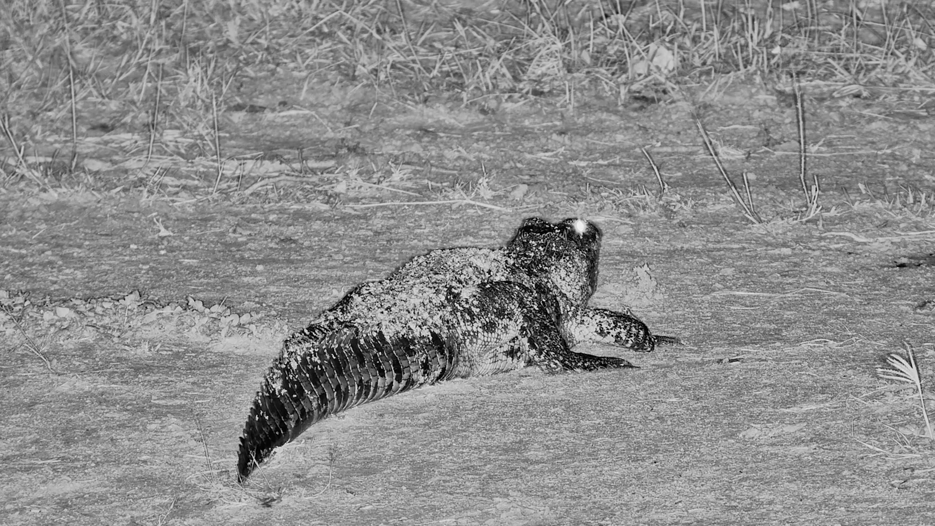 Crocodile… But Make It Sandy