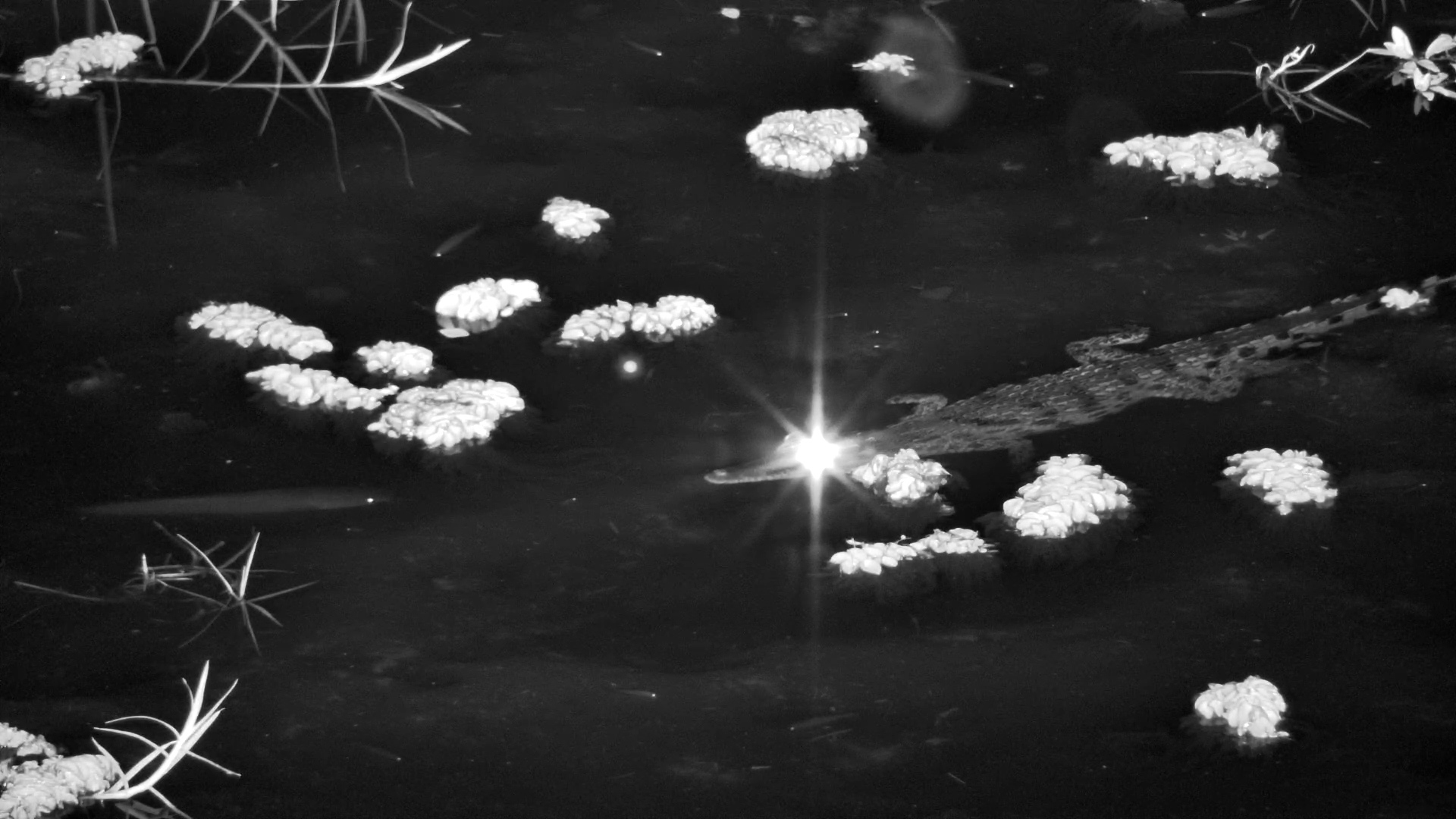 Crocodile on the Hunt in Infrared | Stops to Watch a Fish