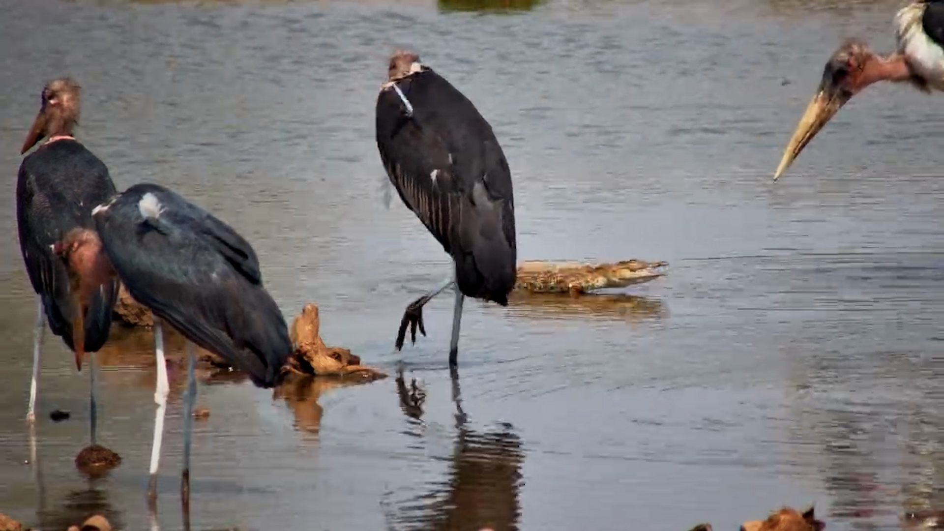 Tiny Croc, Big Ego: Tries to Scare Marabou Storks