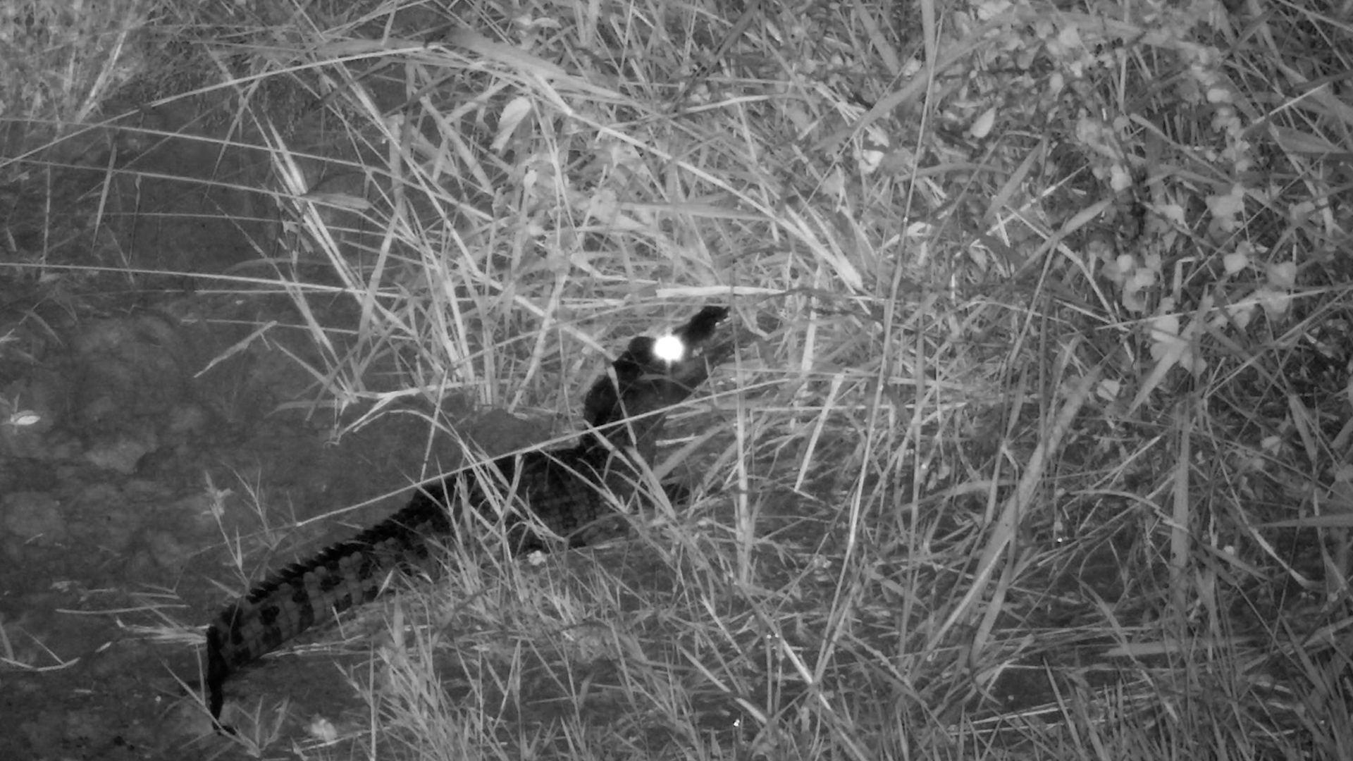 Crocodile Wiggles Tail for Dinner