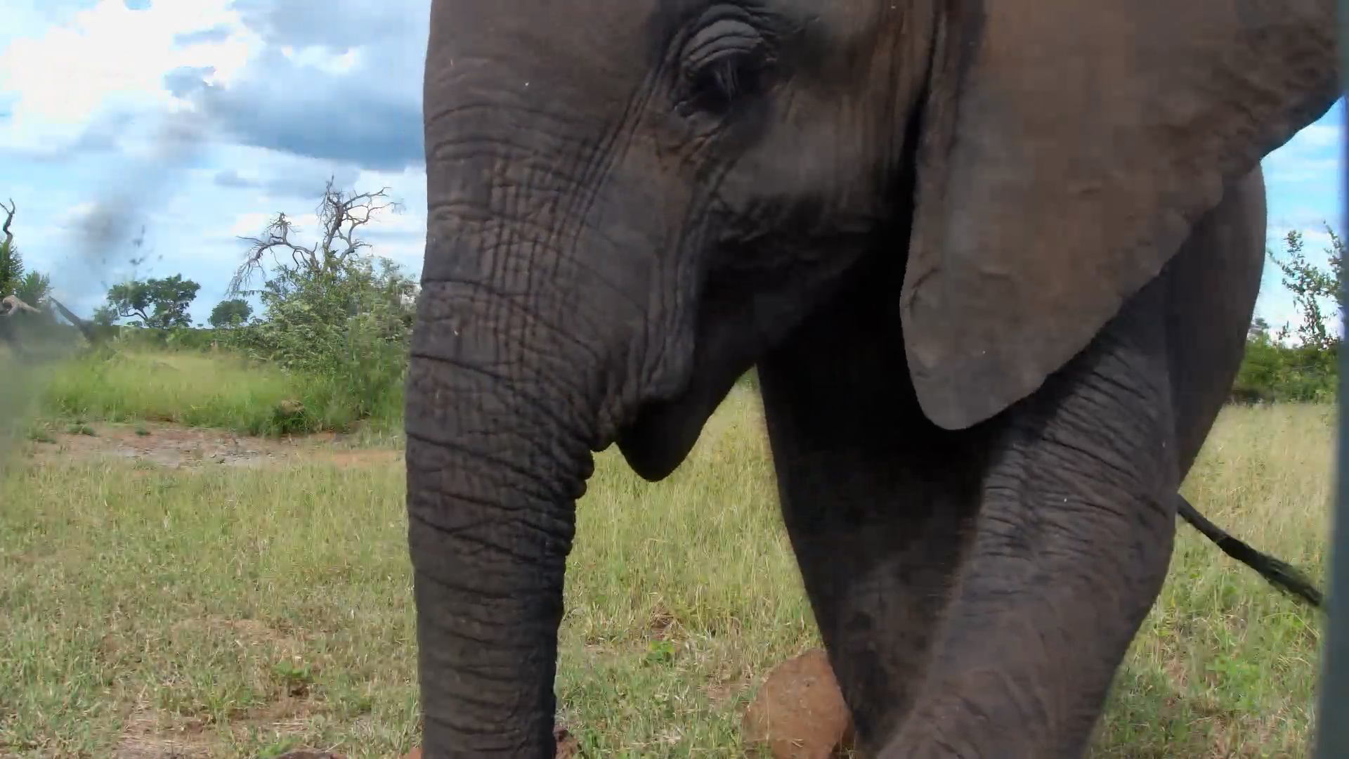 Baby Elephant Eats Next to Camera