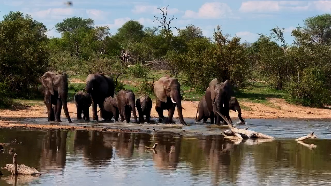 Small Elephant Herd Drinks at the Waterhole