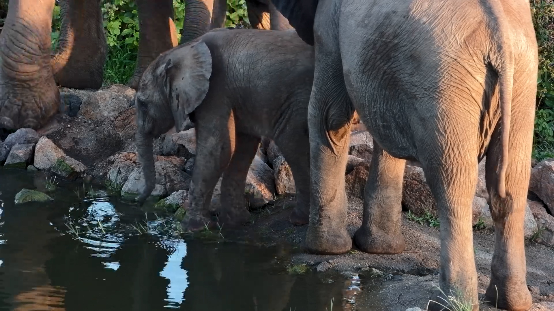 Newborn Elephant Learns to Navigate Rocks