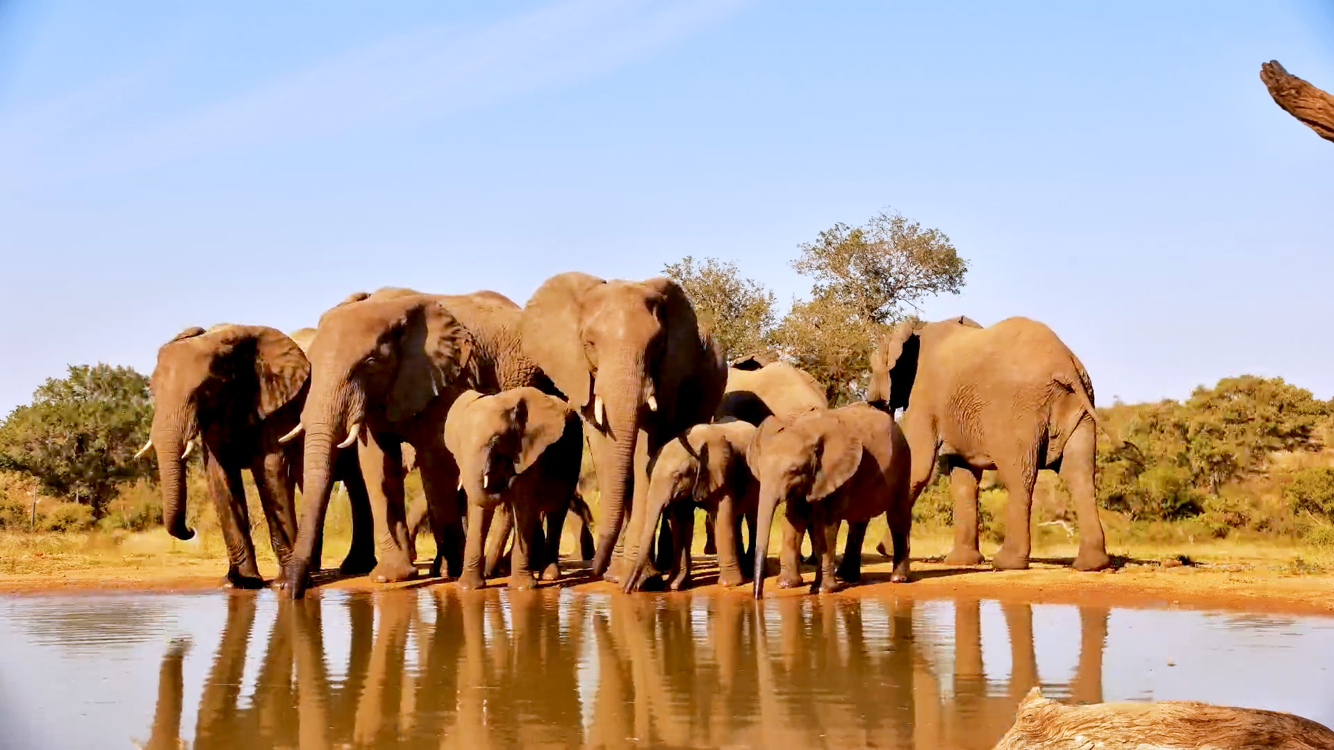 A Peaceful Elephant Gathering at Kings Camp