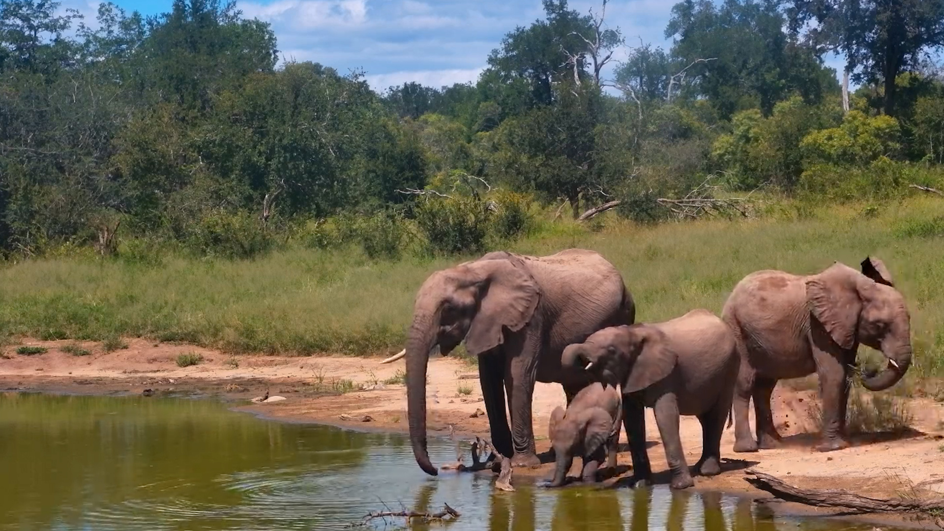 Serondella Water Stop: A Gentle Elephant Visit