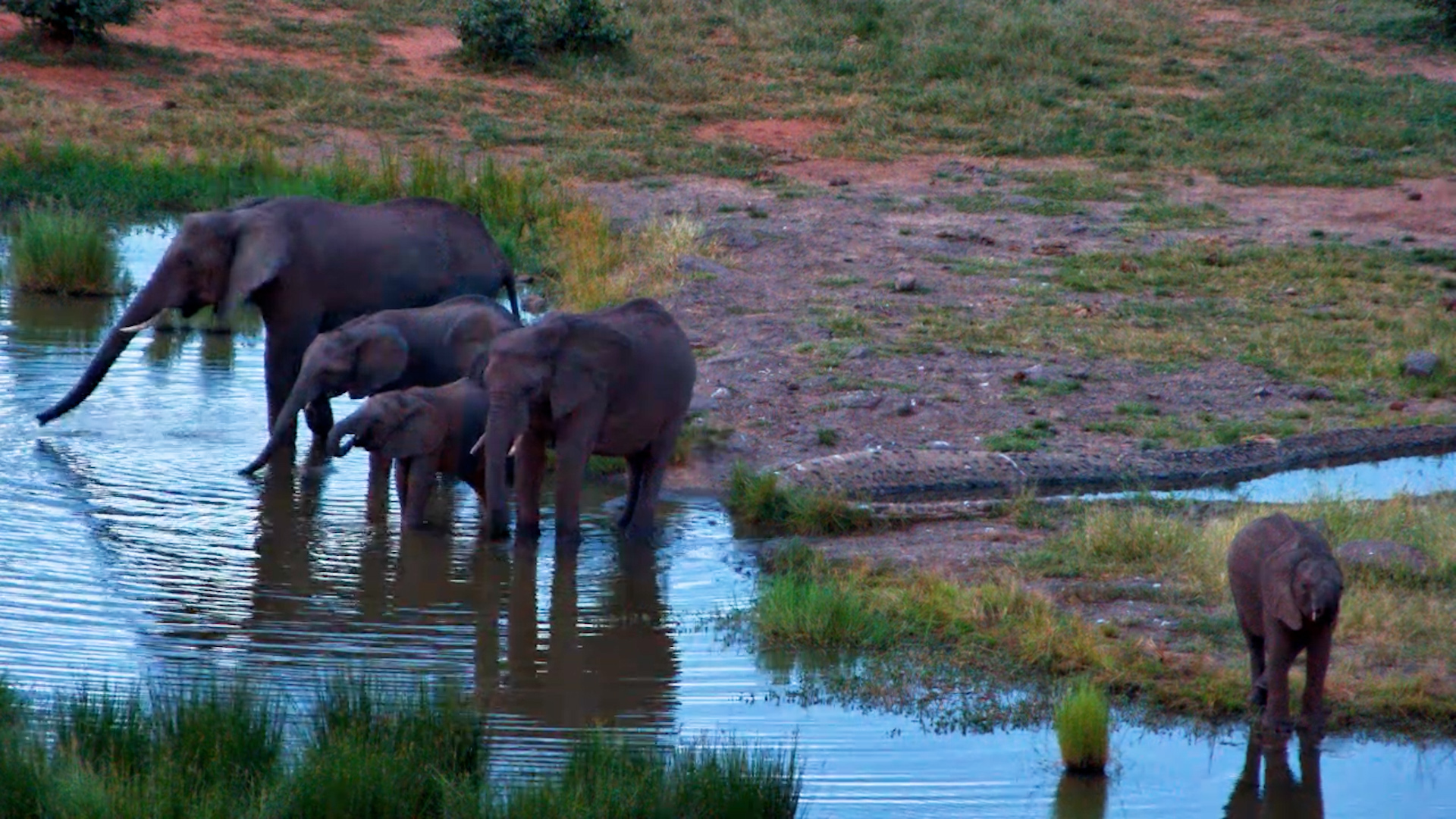 Elephant Family Break
