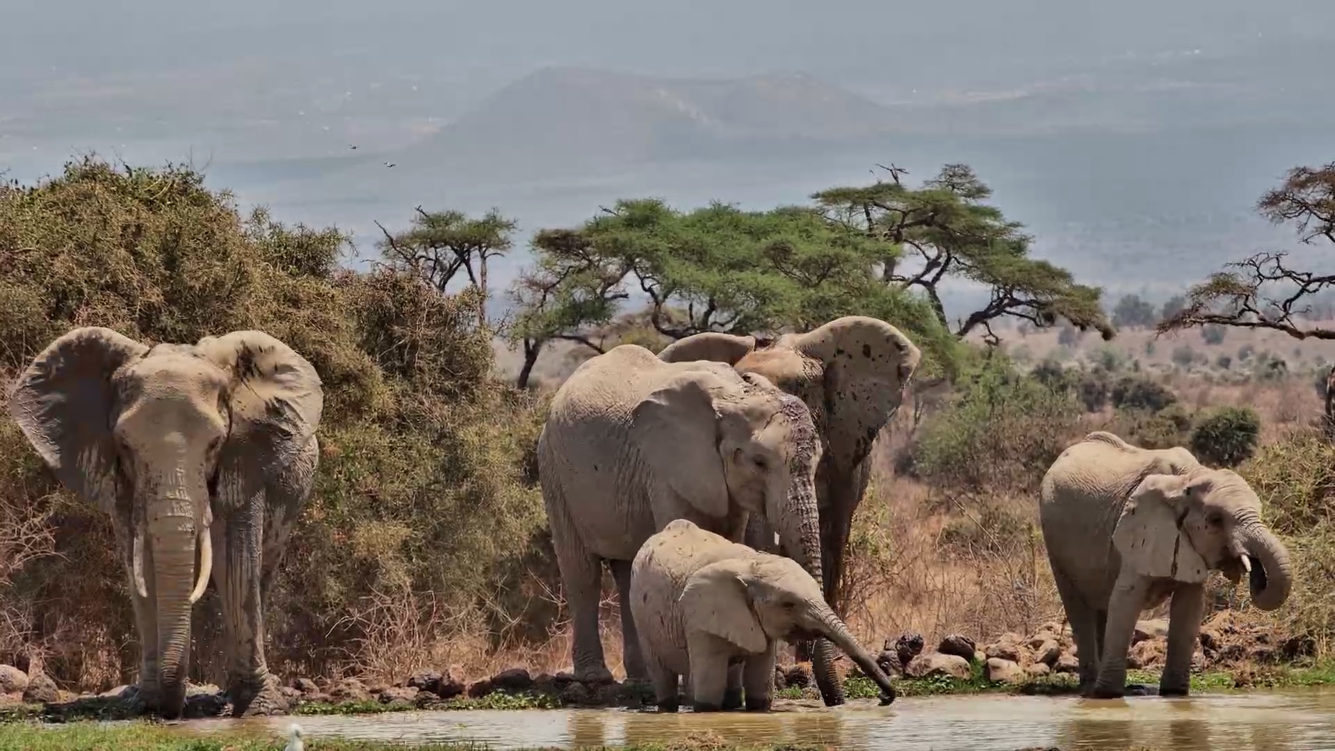 Elephants Enjoy a Drink at Tortilis Waterhole