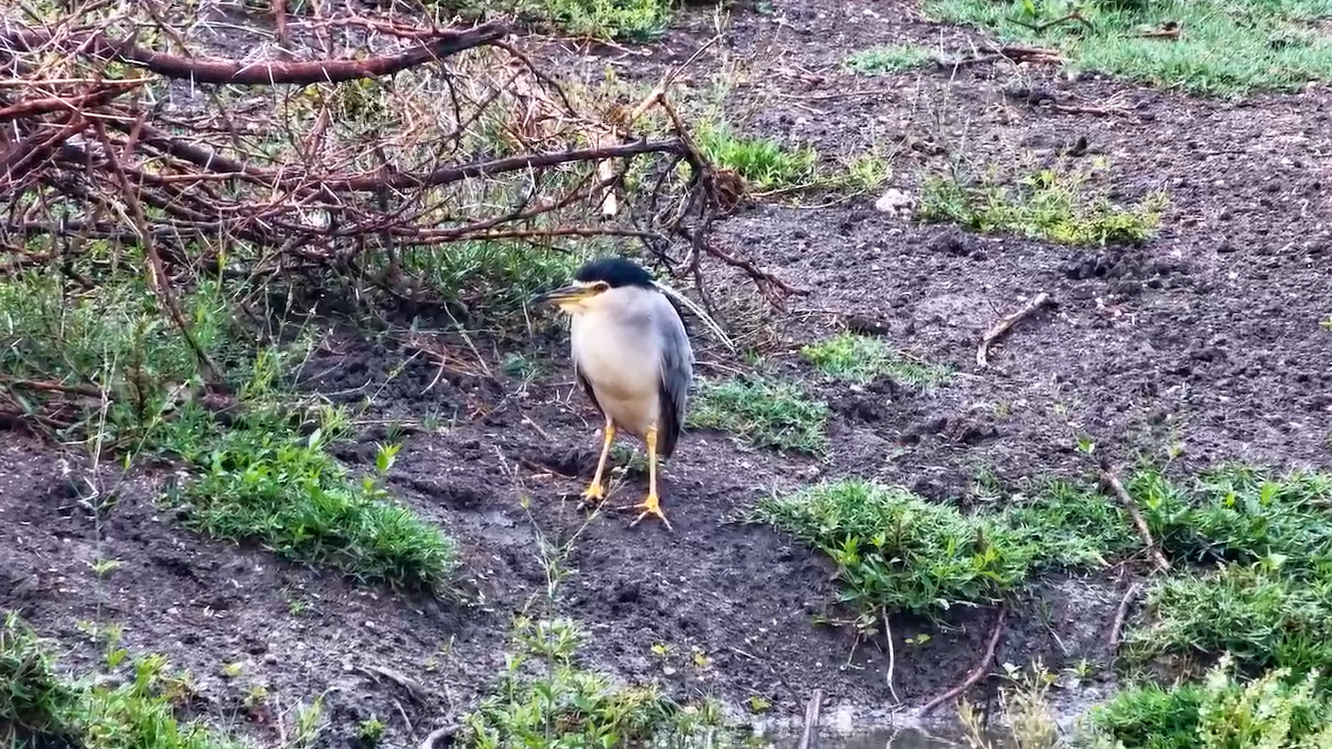 Black-crowned Night Heron Enjoys a Peaceful Morning at Tau
