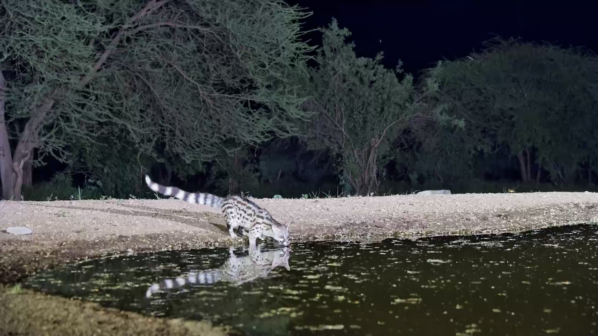 Lentorre After Dark: The Genet Appears