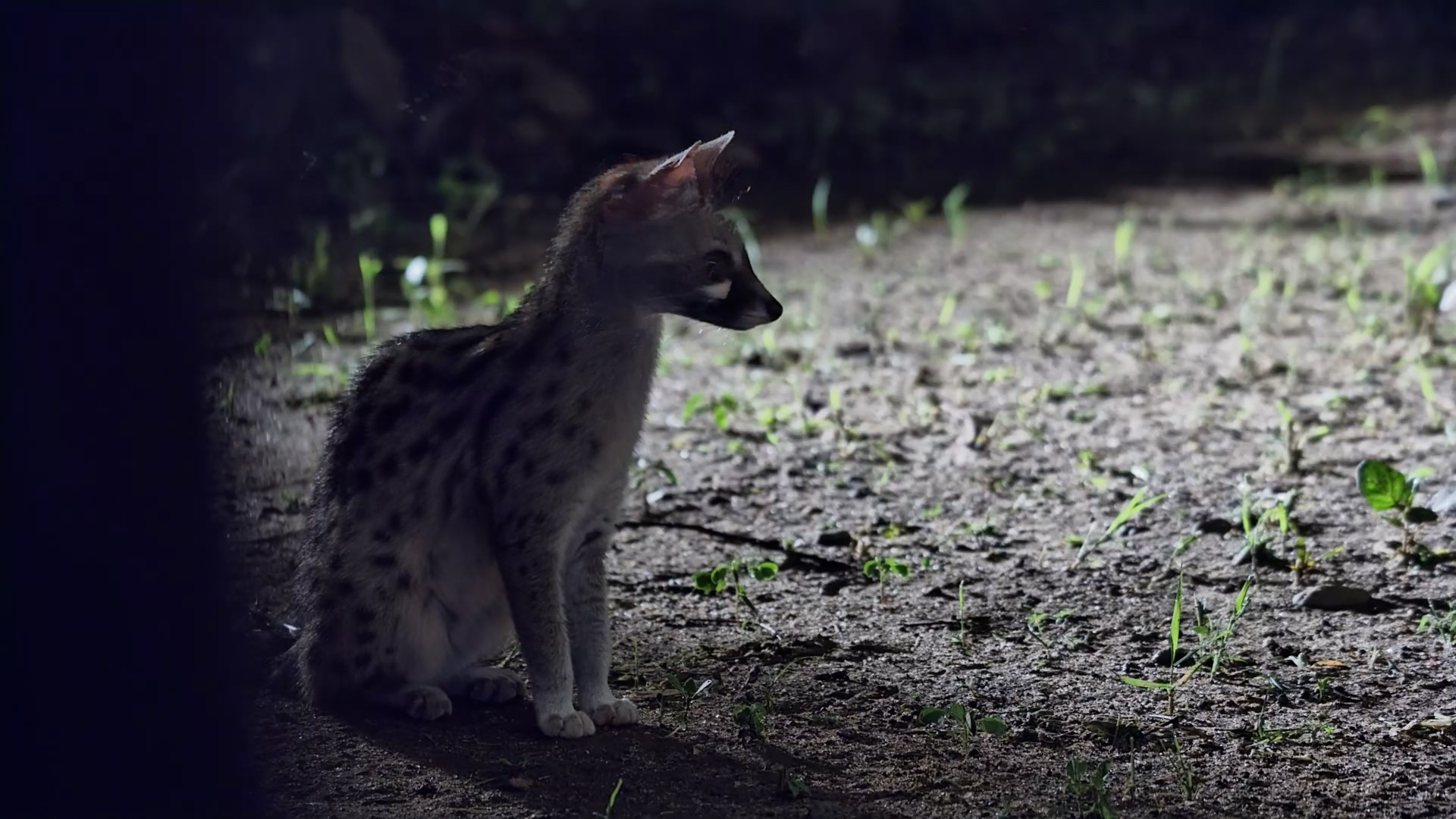 Spotlight on a Spotted Genet!