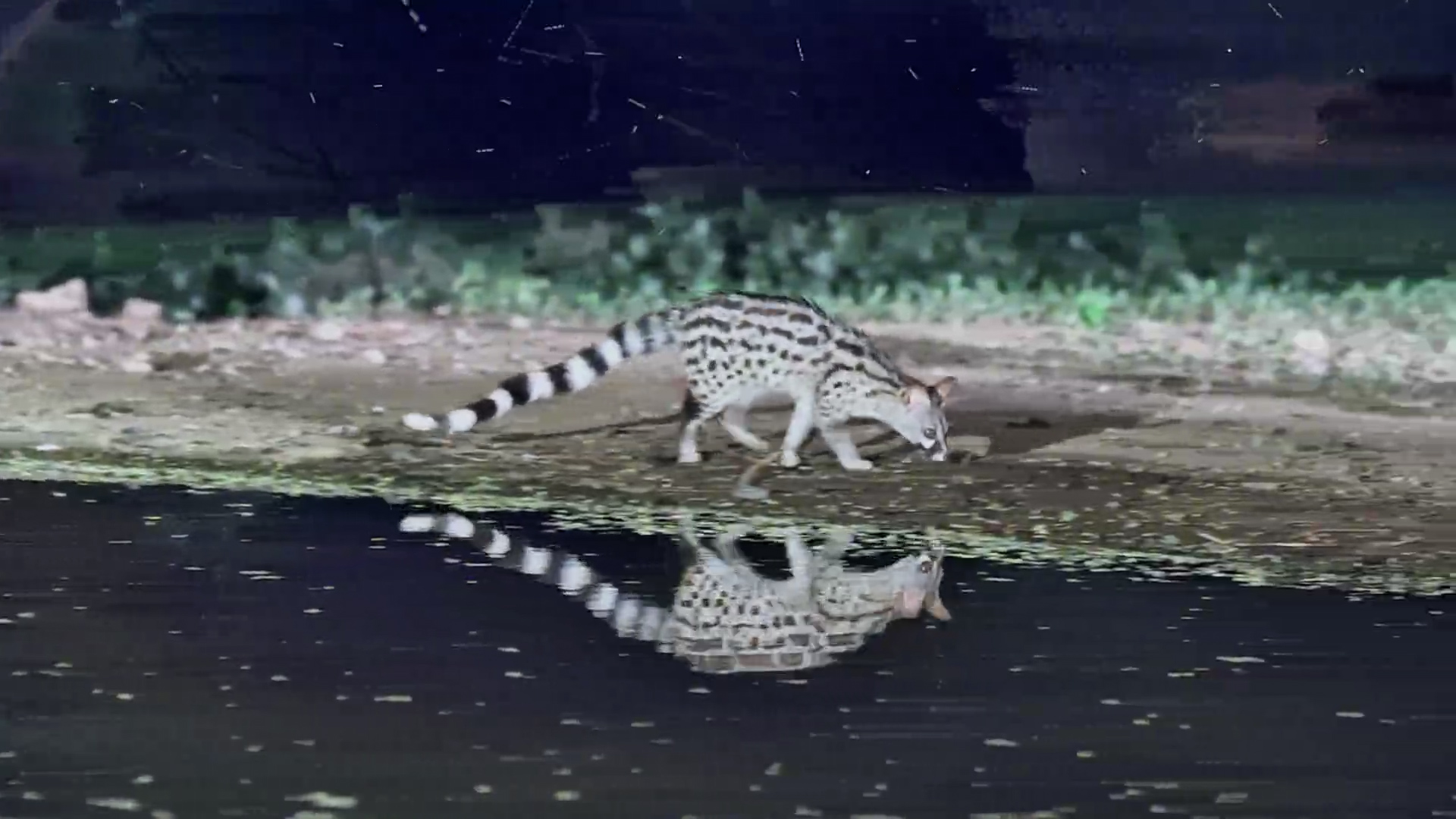 Genet Foraging at Night