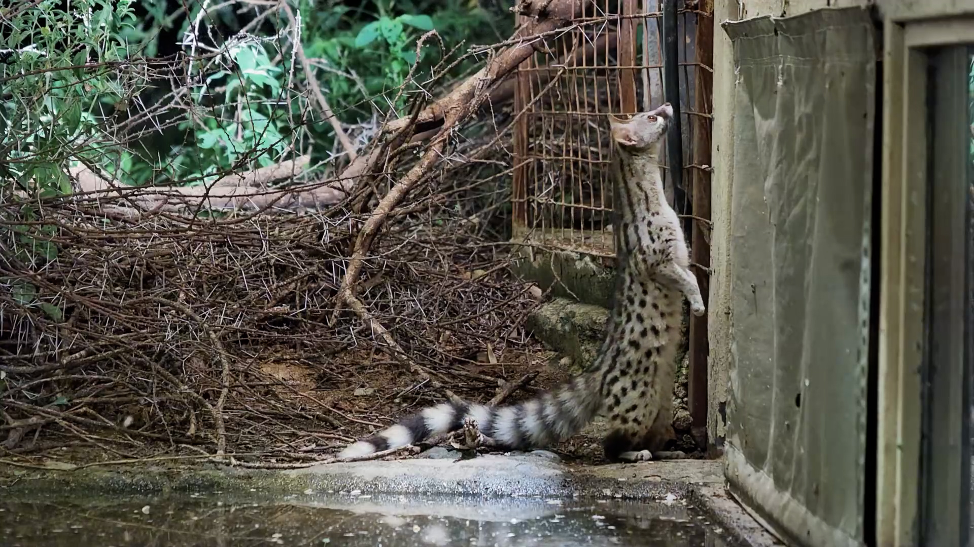 Genet Snaps Up Bugs