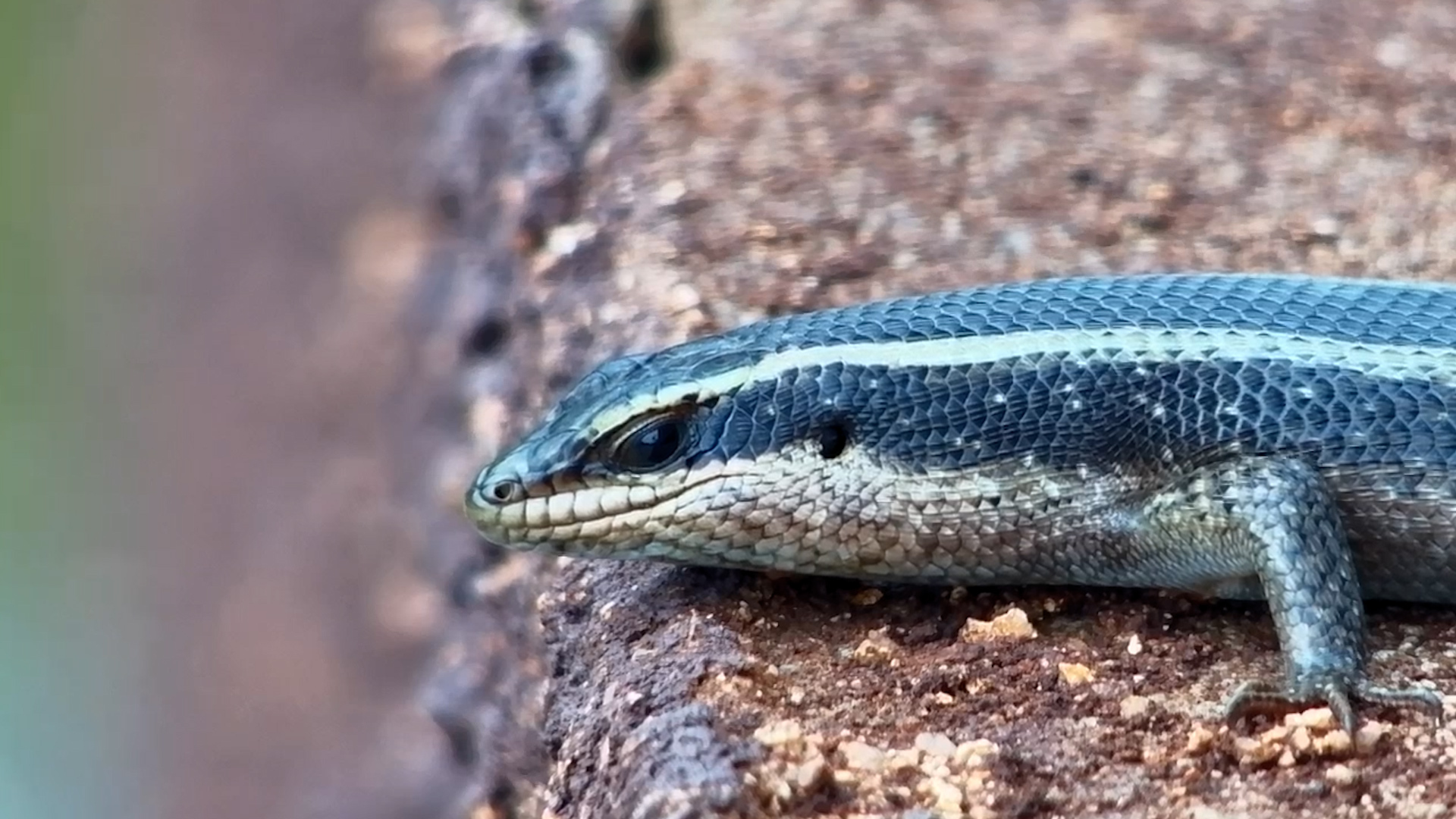 Close-Up Cutie: Skink Chills by the Waterhole