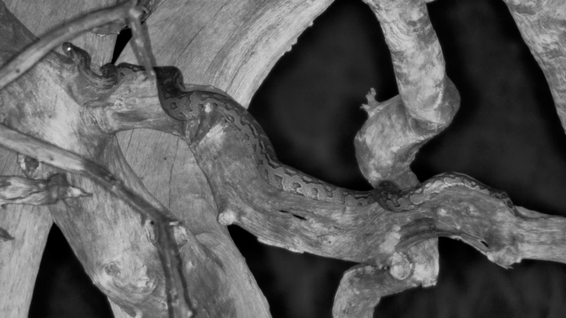 Southern African Python Sitting in Dead Tree