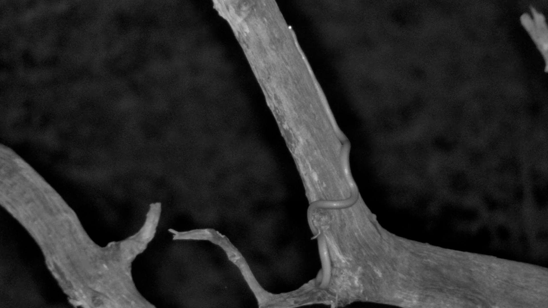 Snake Climbs Dead Tree at Jabulani