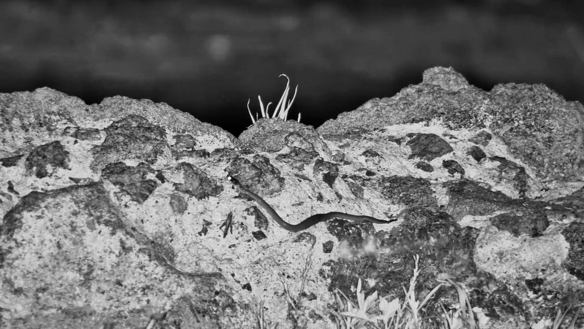 Snake at ol Donyo | Can You Identify the Species?