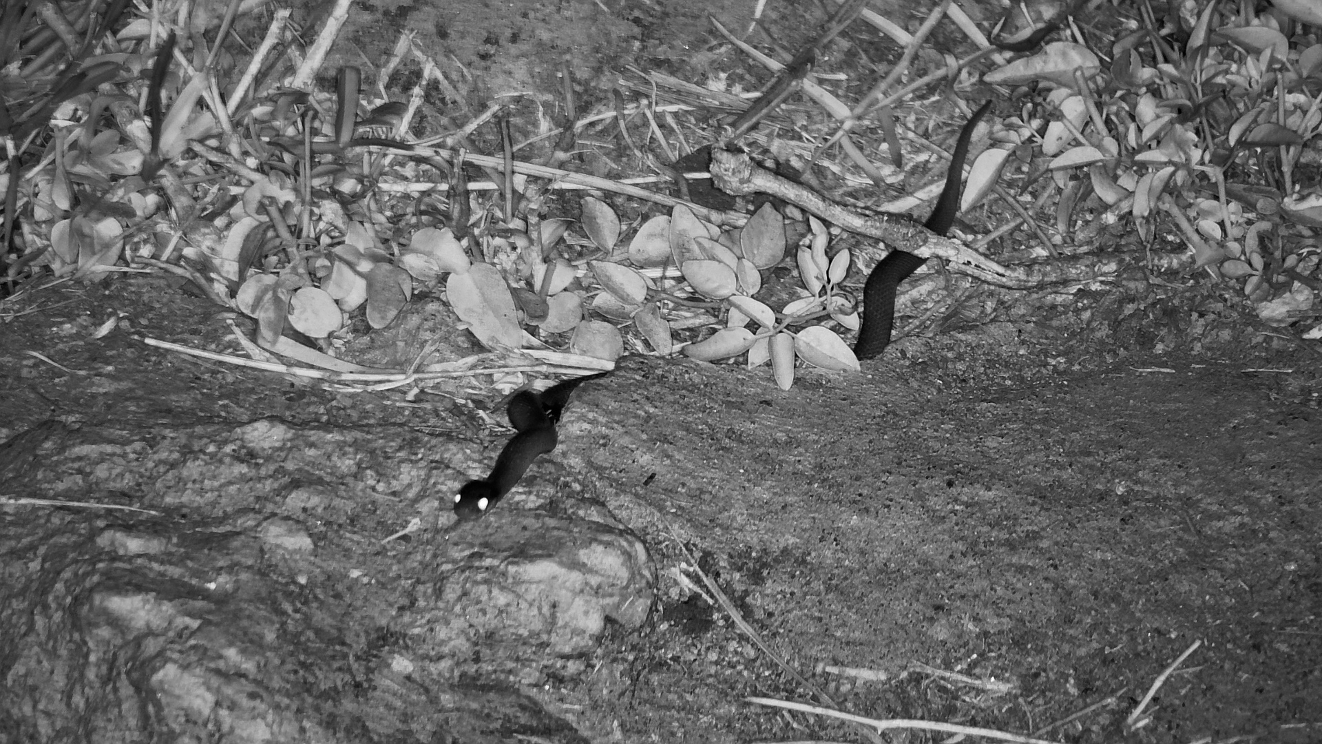 After Dark Safari: Snake Glides Past Frogs and Spiders in the Night