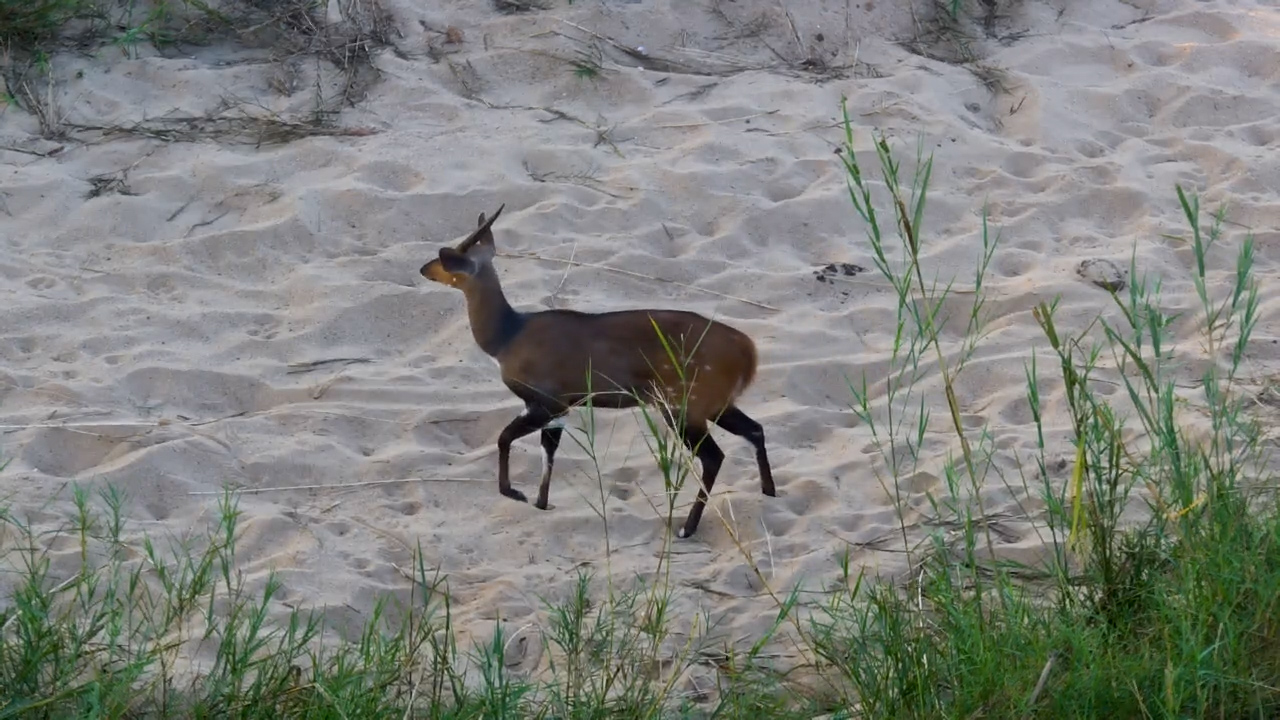 A Lone Bushbuck Moves Through the Dry Riverbed