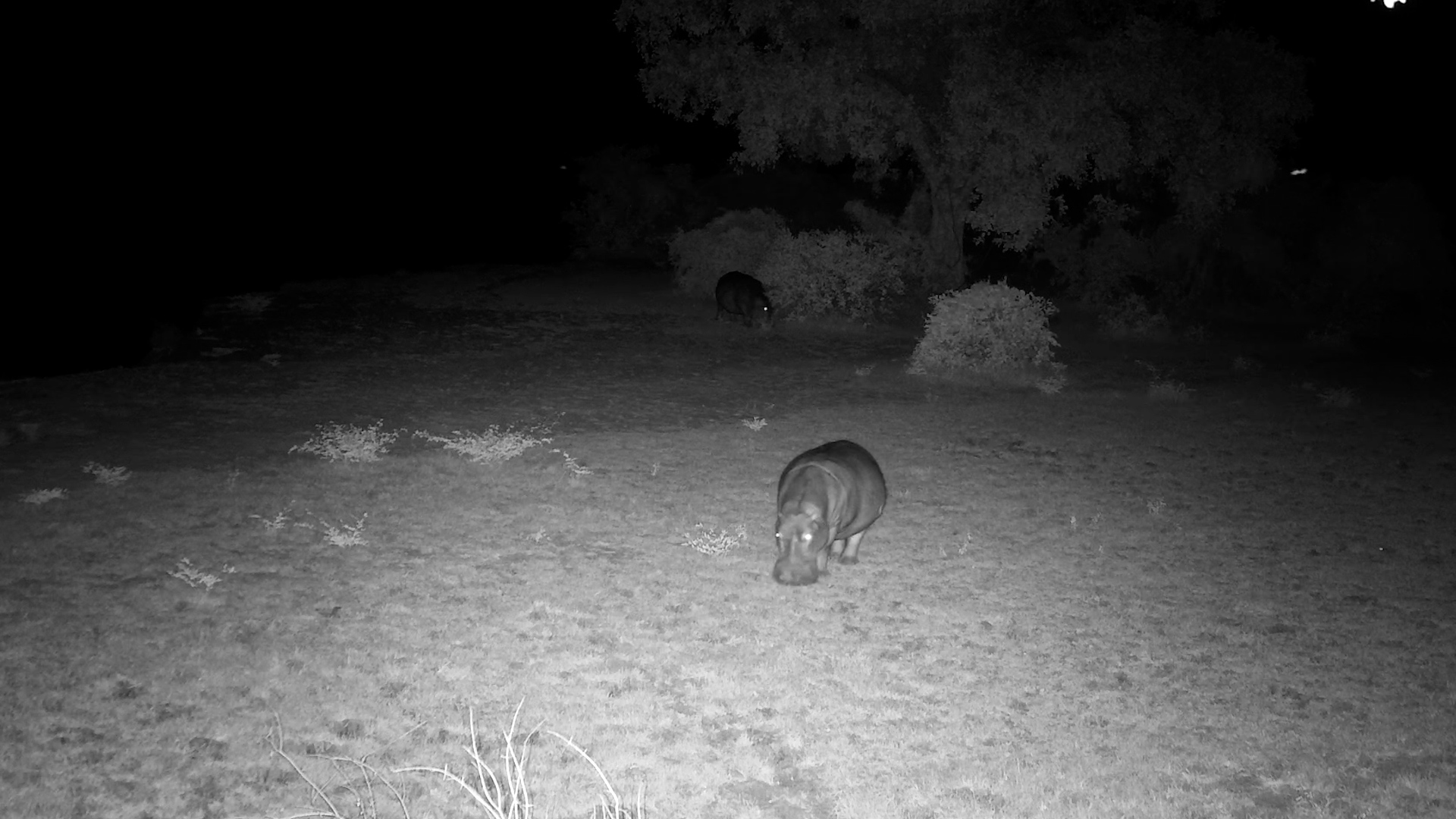 Hippos Return to the Water After a Night of Grazing